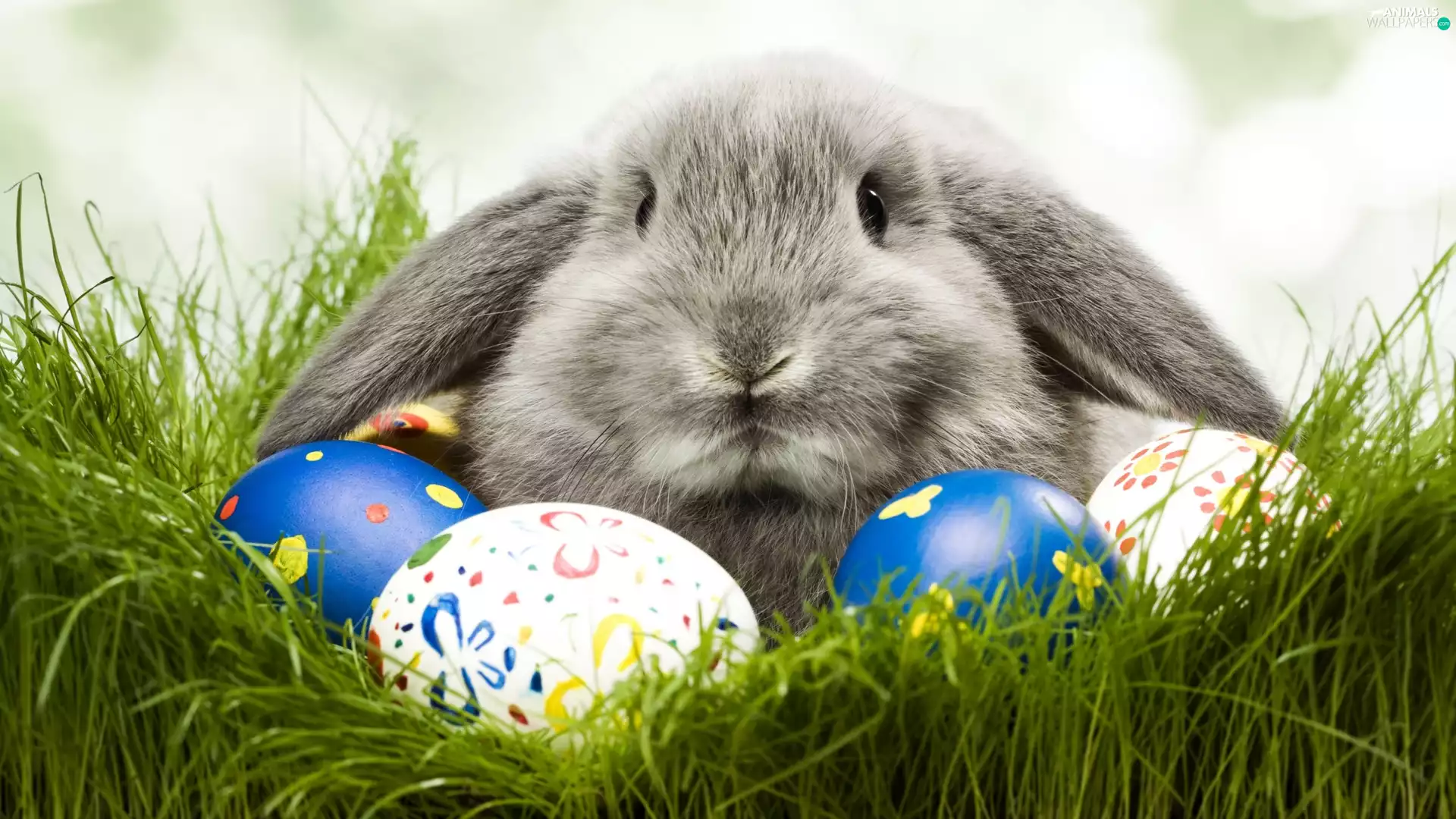 Rabbit, Easter, eggs