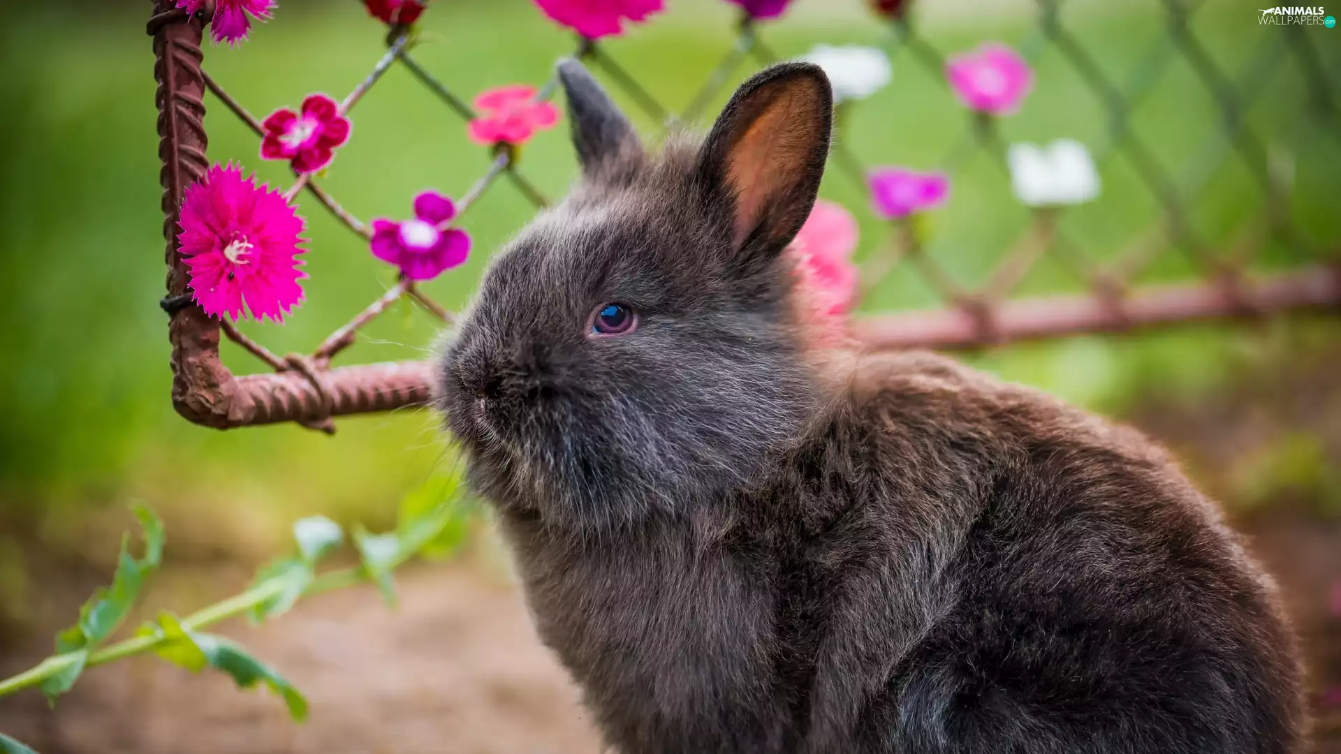 Rabbit, Flowers