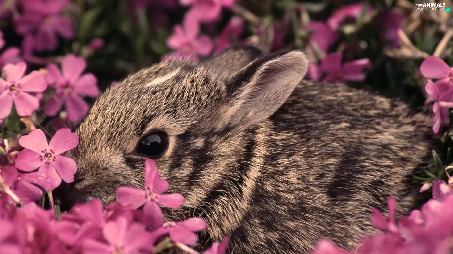 rabbit, Flowers