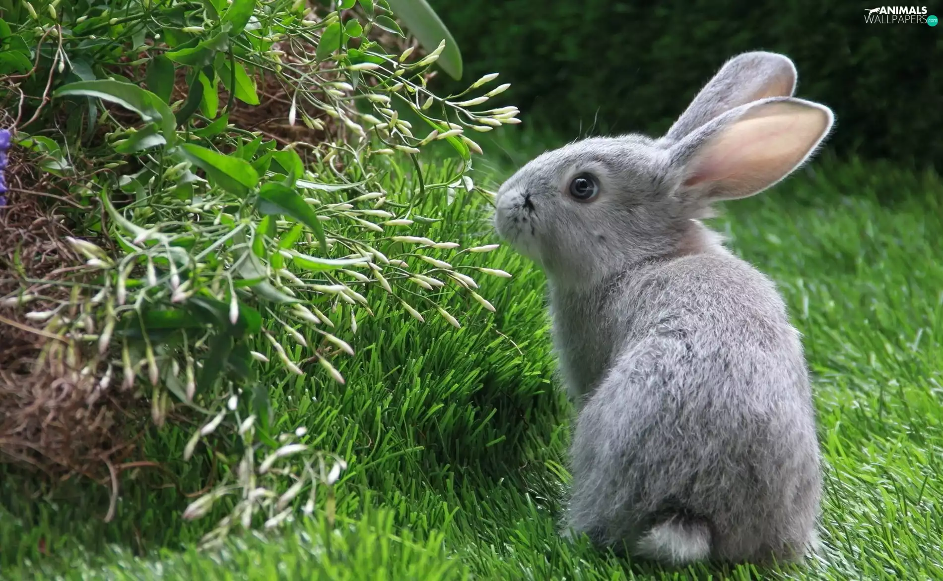 Rabbit, grass