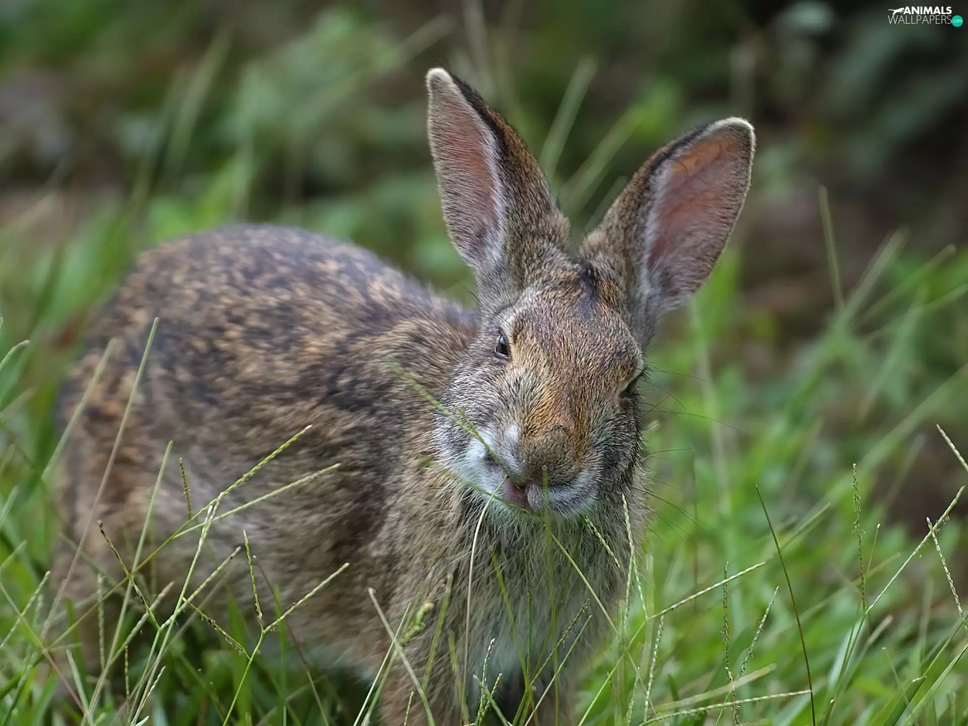 Wild Rabbit, grass, ears, Green