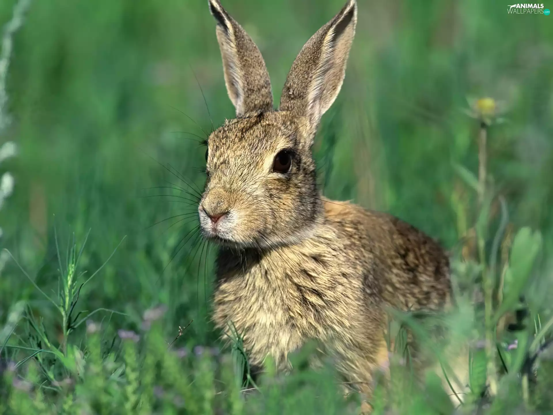 Rabbit in grass