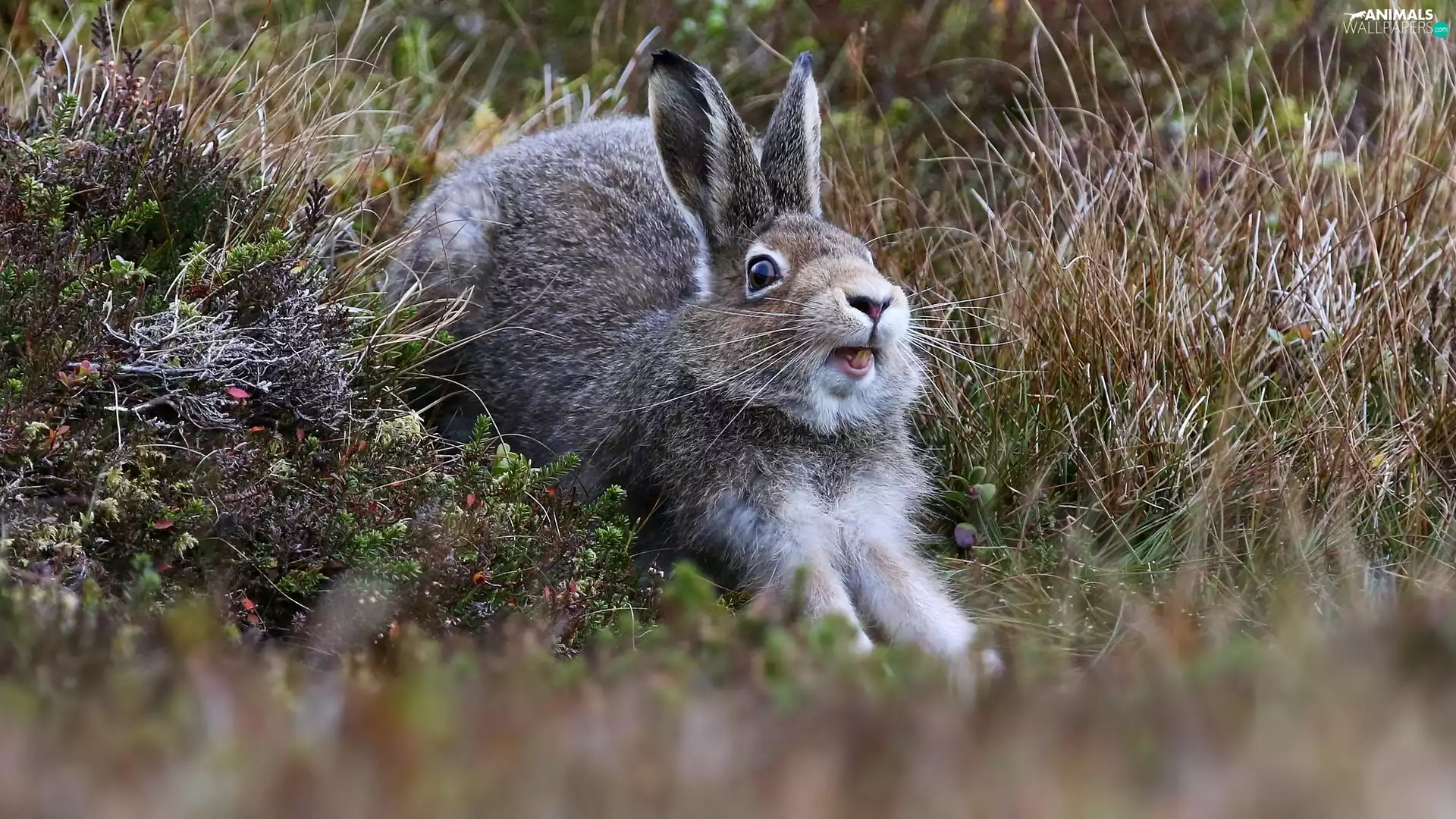 Wild Rabbit, grass, Plants, Meadow
