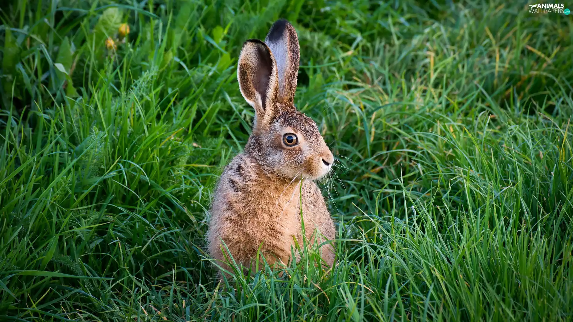 grass, sitter, Wild Rabbit