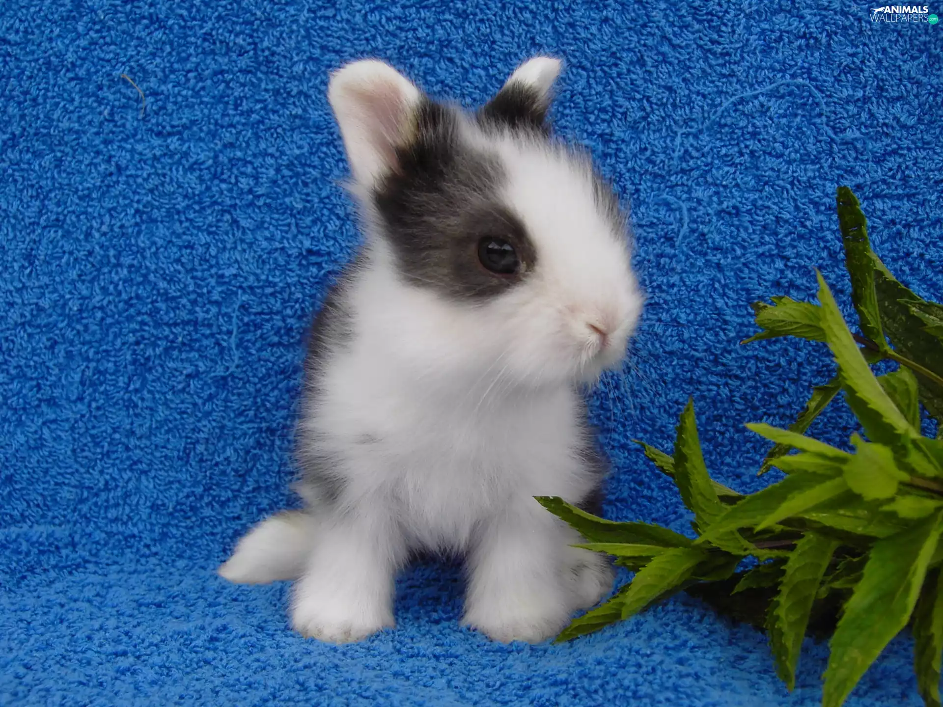 Rabbit, leaves