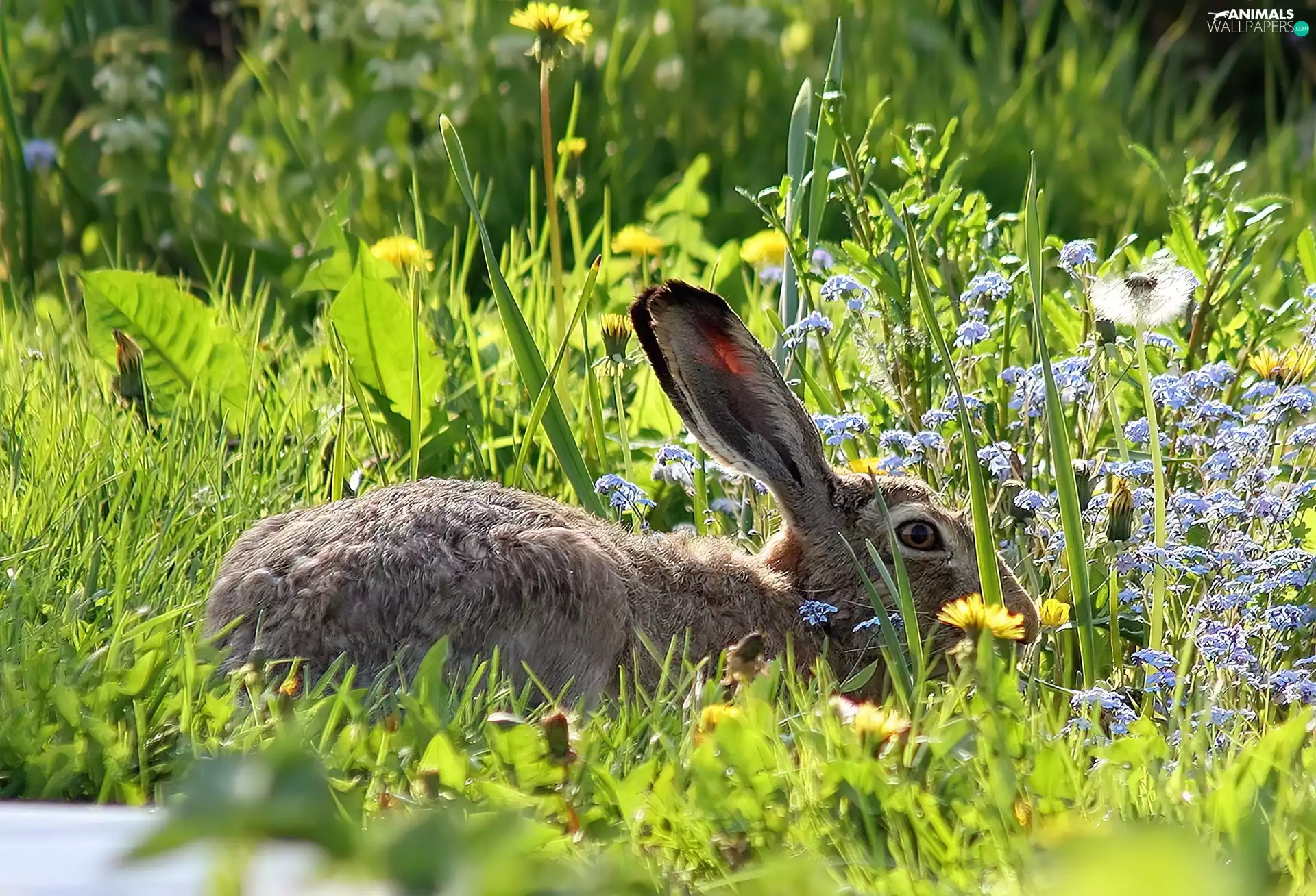 Rabbit, Meadow