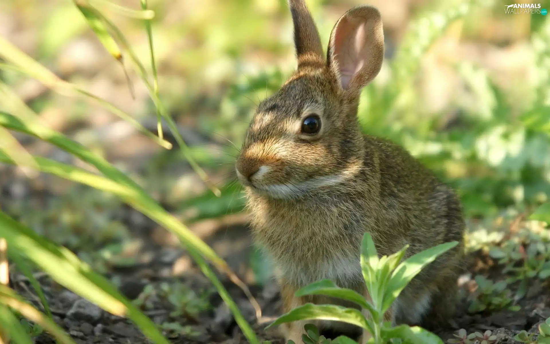 Wild Rabbit, Plants, shadow, grass