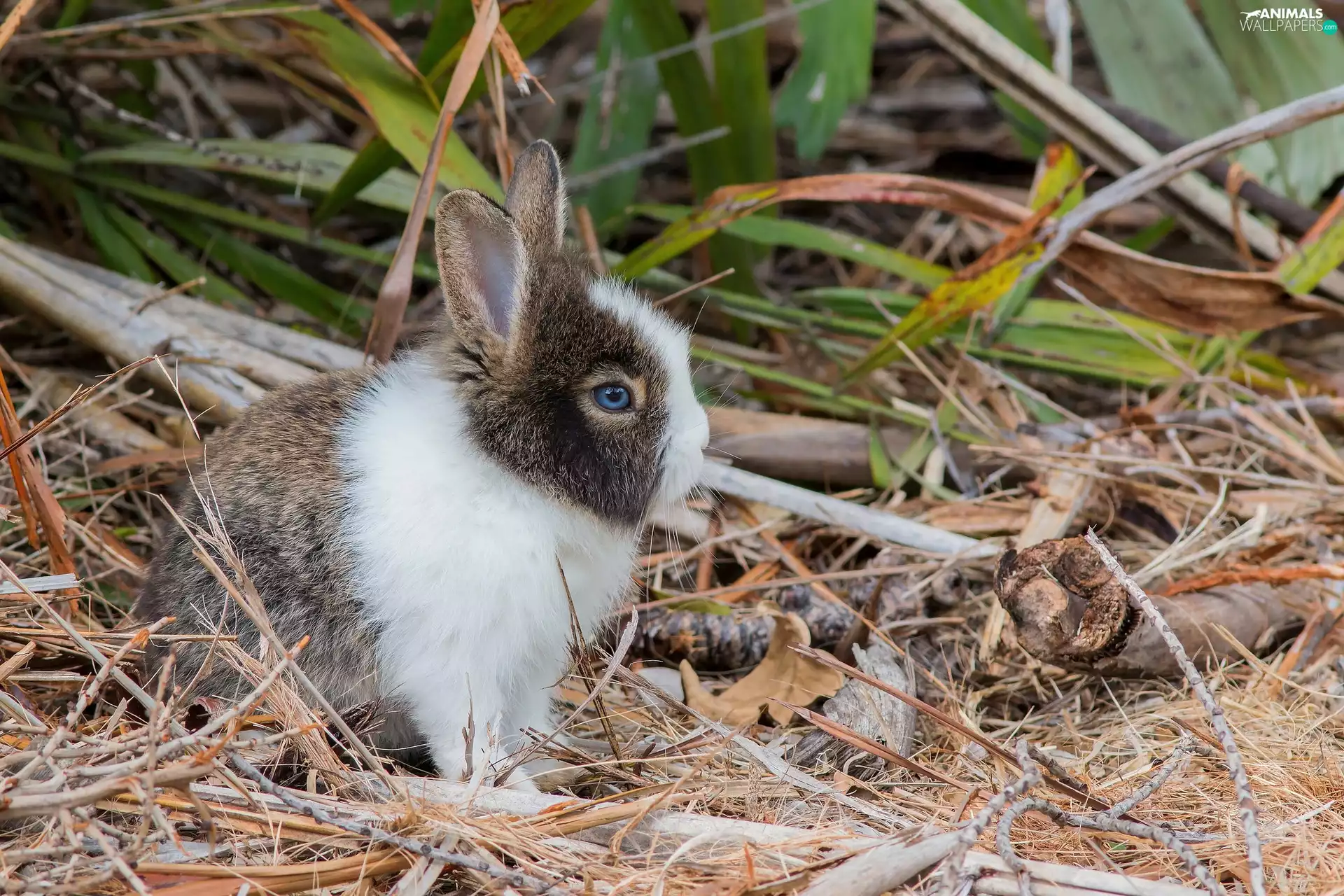 Rabbit, Plants