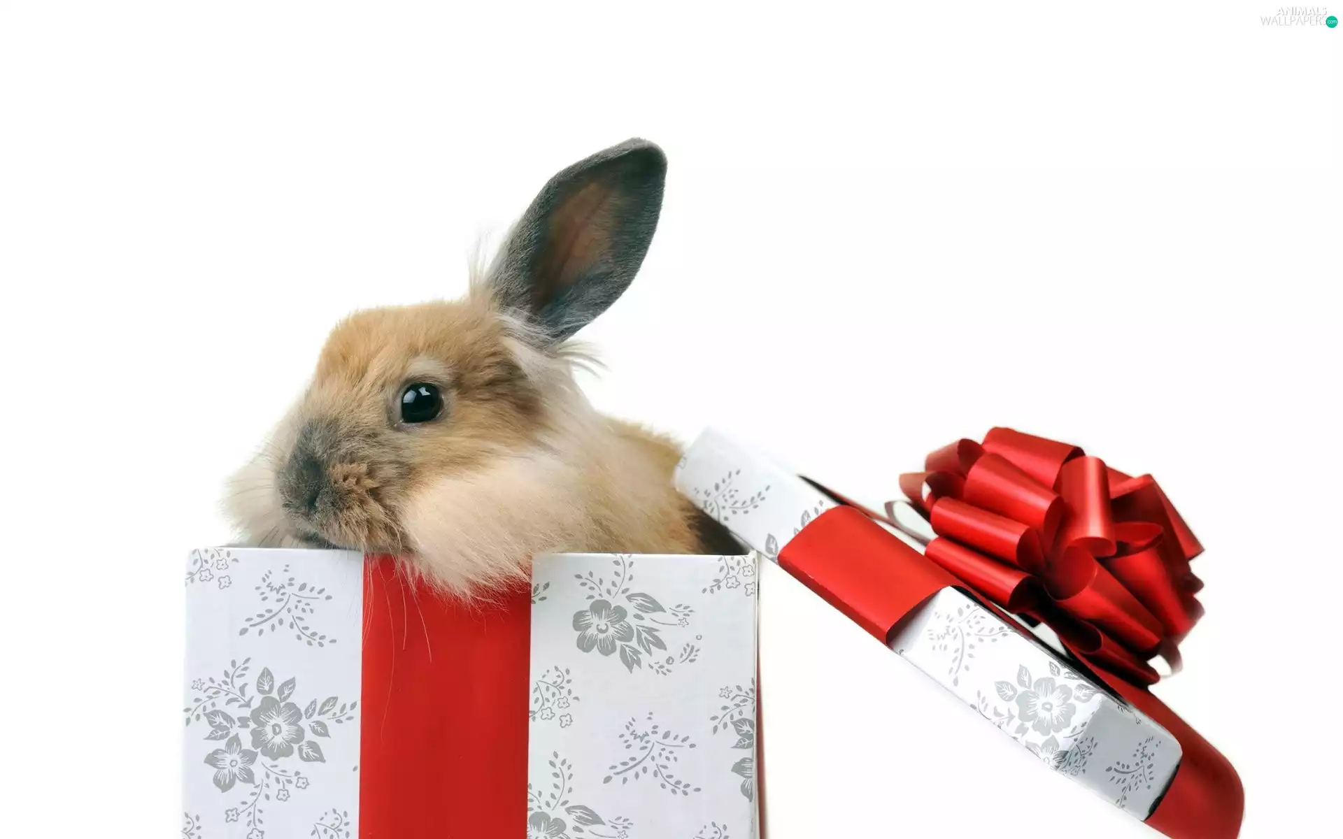 Rabbit, Present