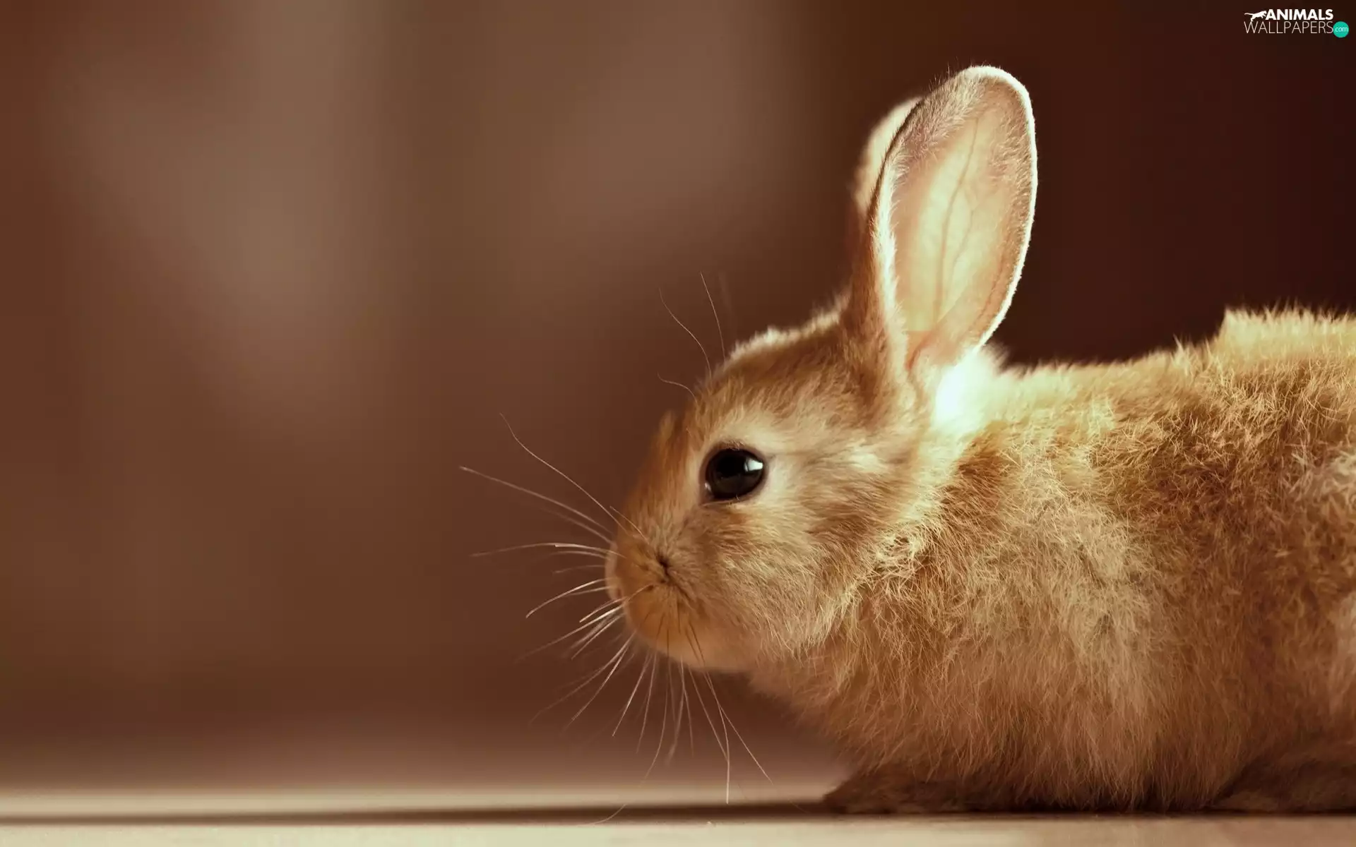 rabbit, rapprochement