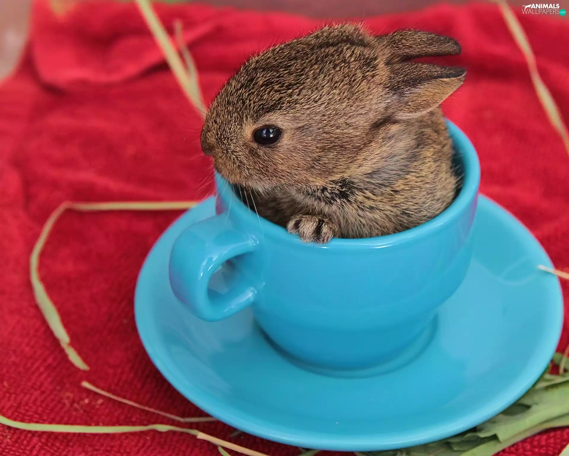 small, blue, Cup, rabbit