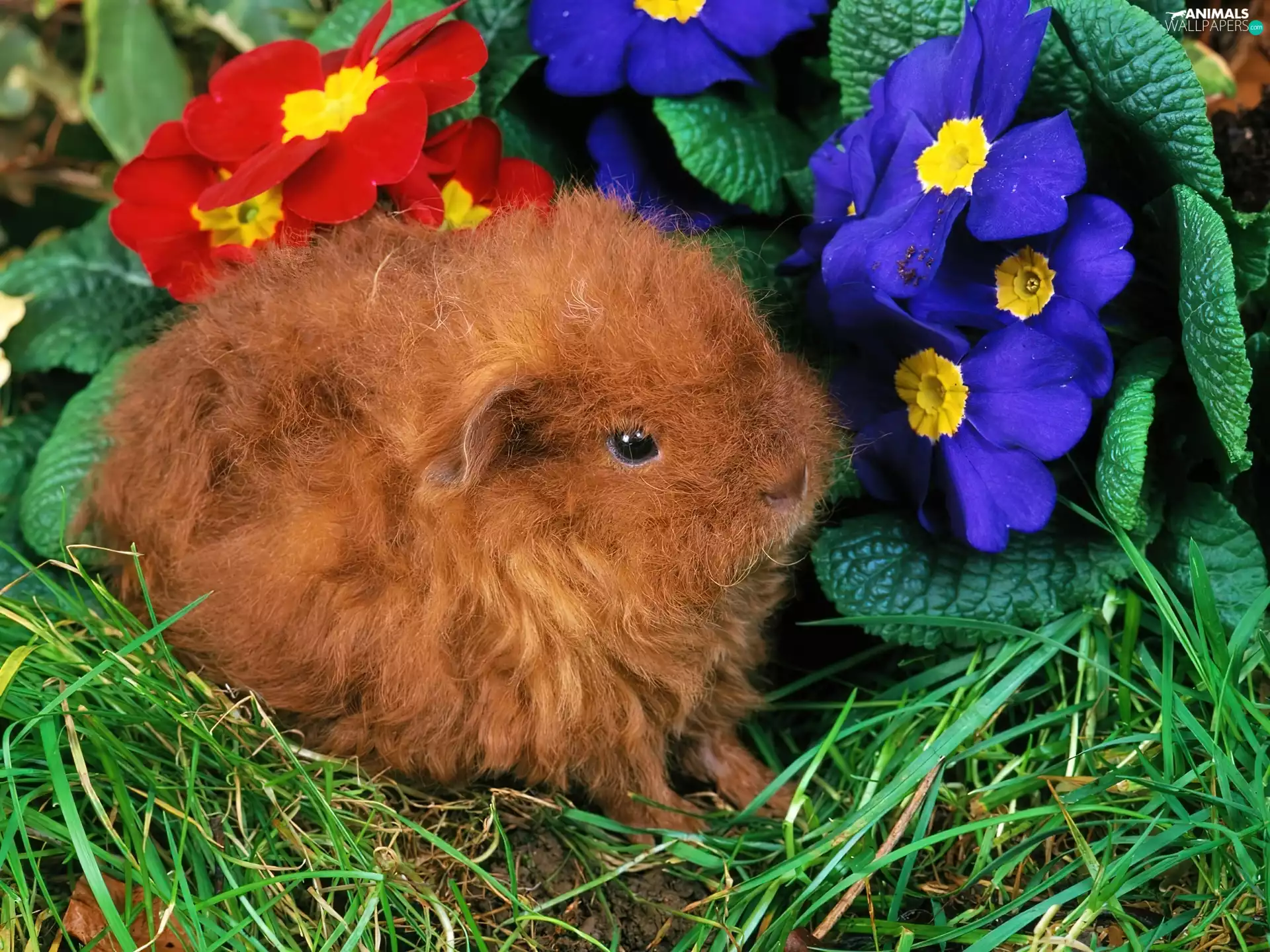small, Flowers, grass, Rabbit