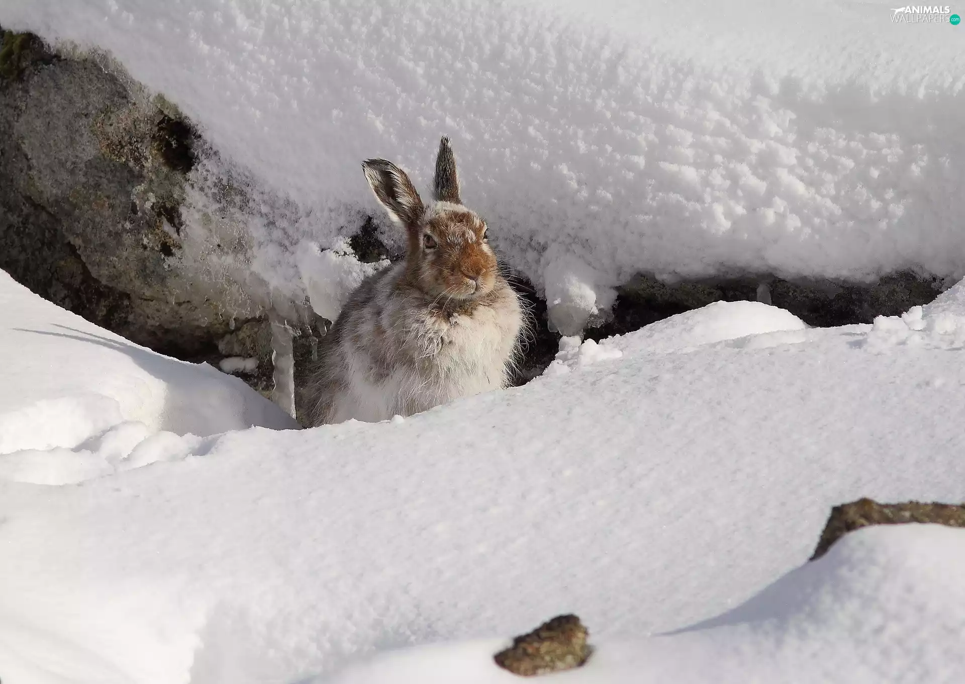 rabbit, snow