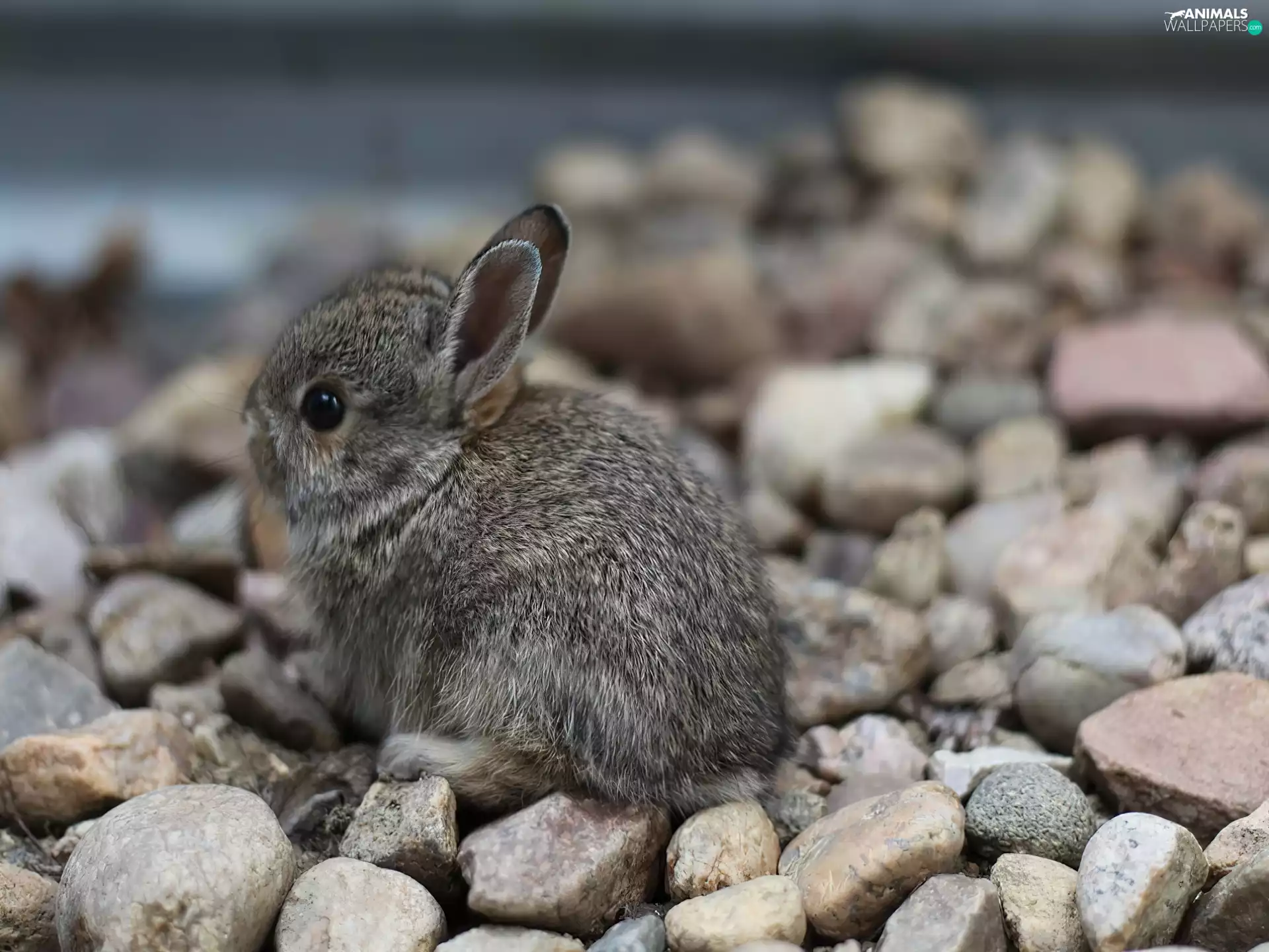 rabbit, Stones