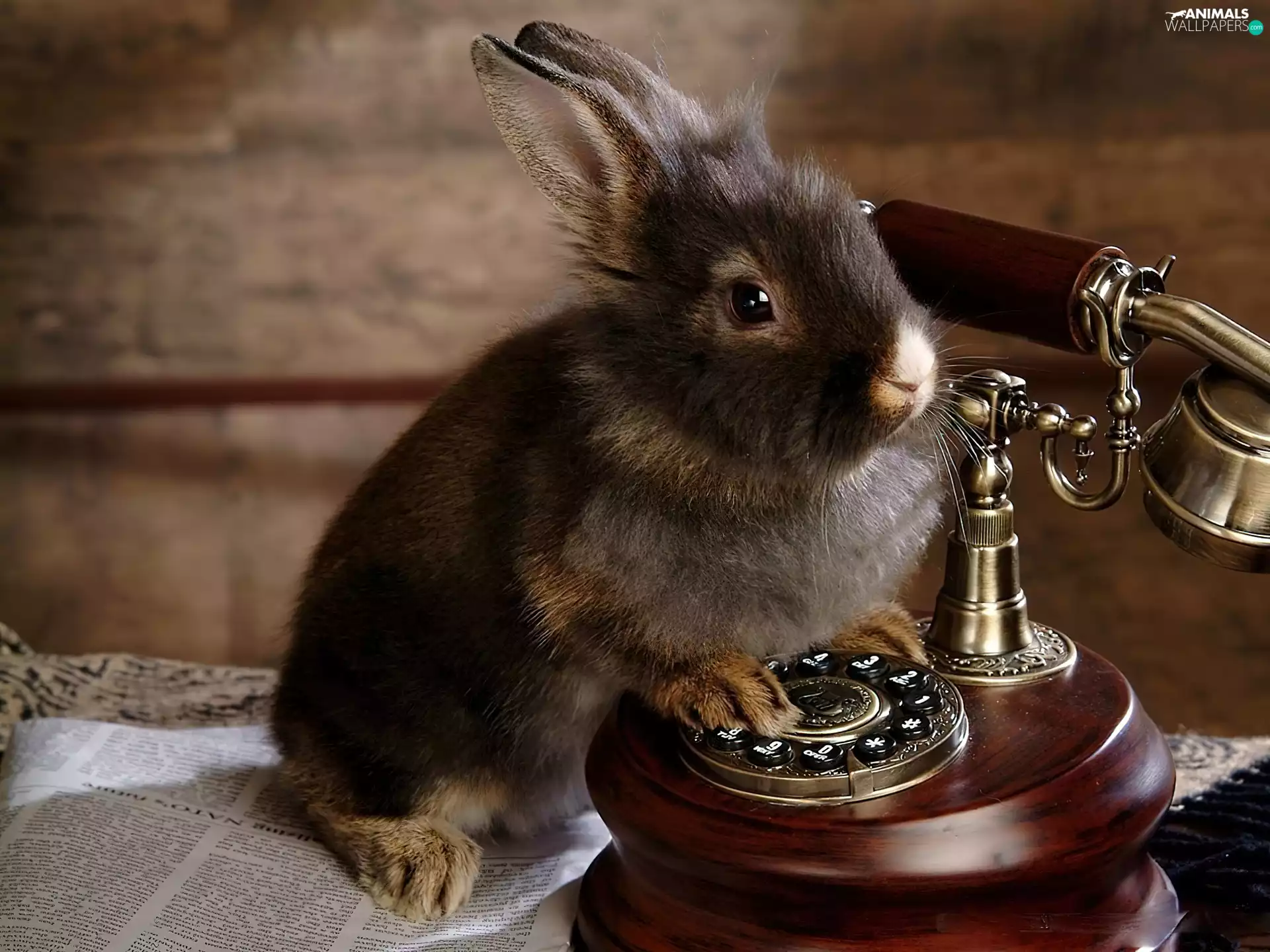 Rabbit, Telephone