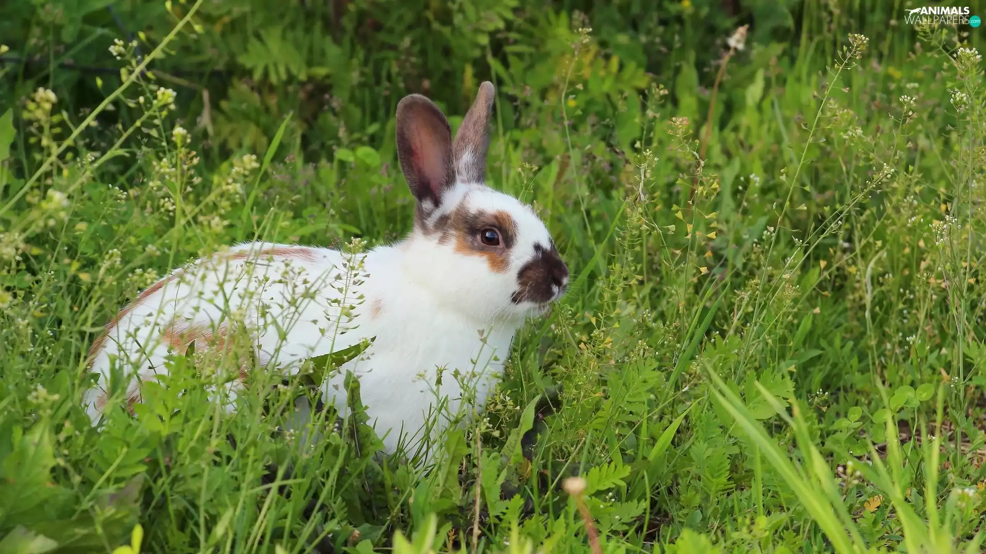 Rabbit, VEGETATION