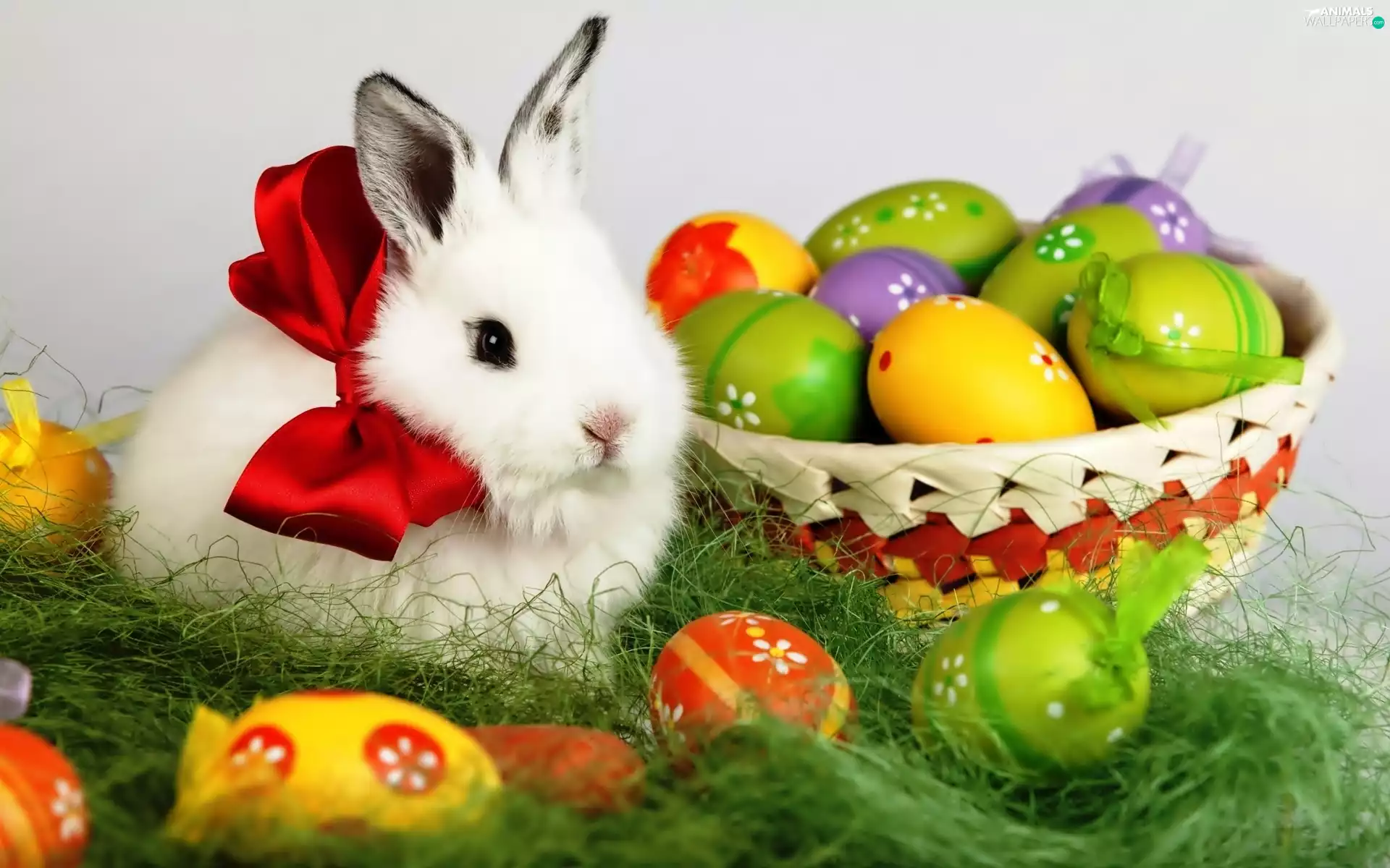 White, eggs, basket, Rabbit