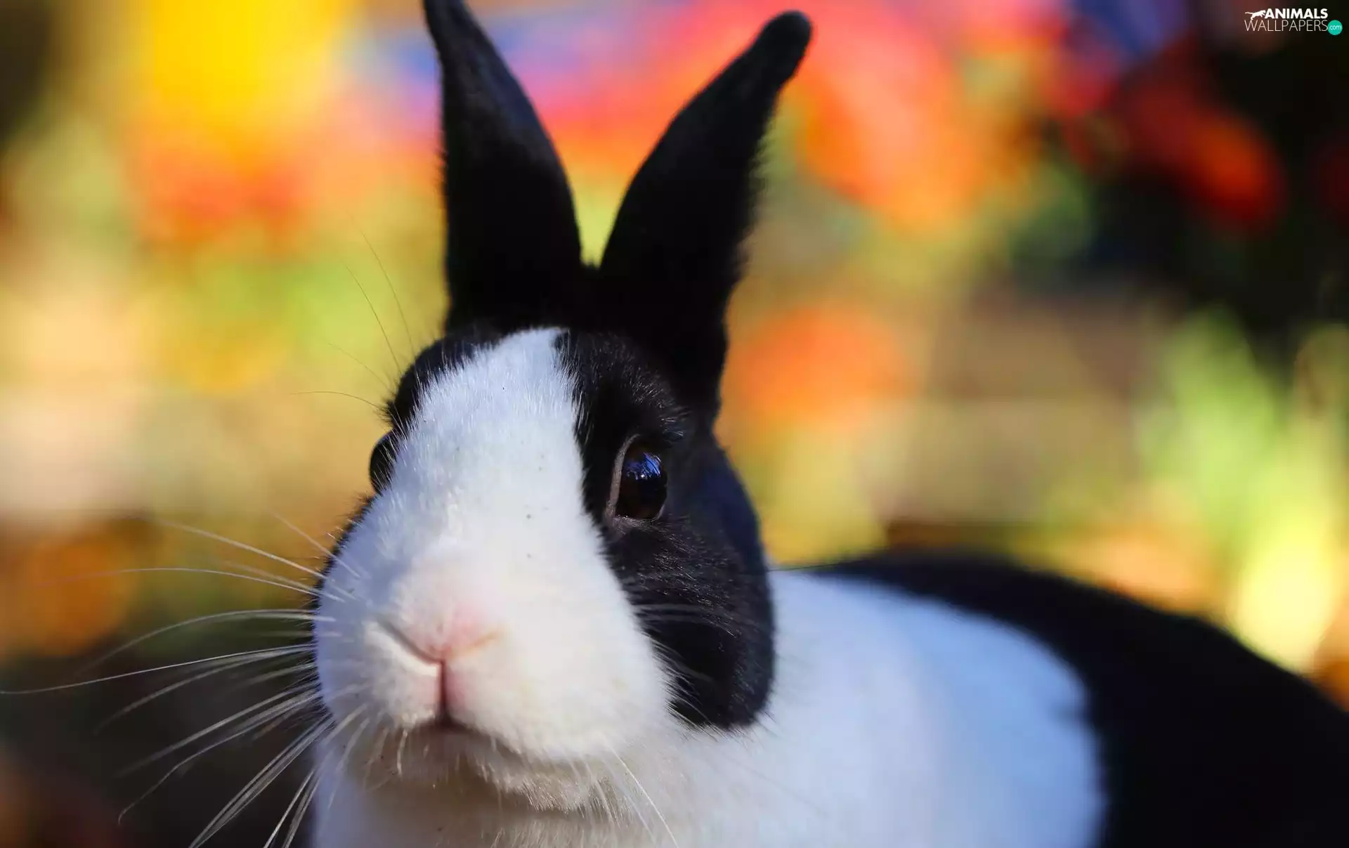 Rabbit, black, White
