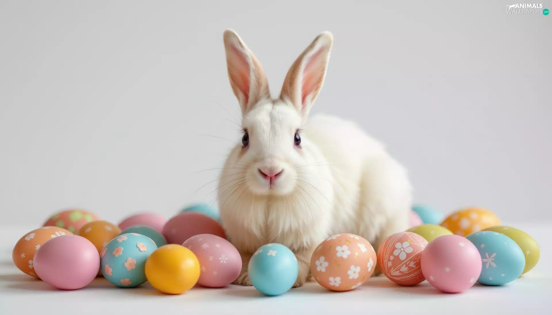 White, color, eggs, Rabbit