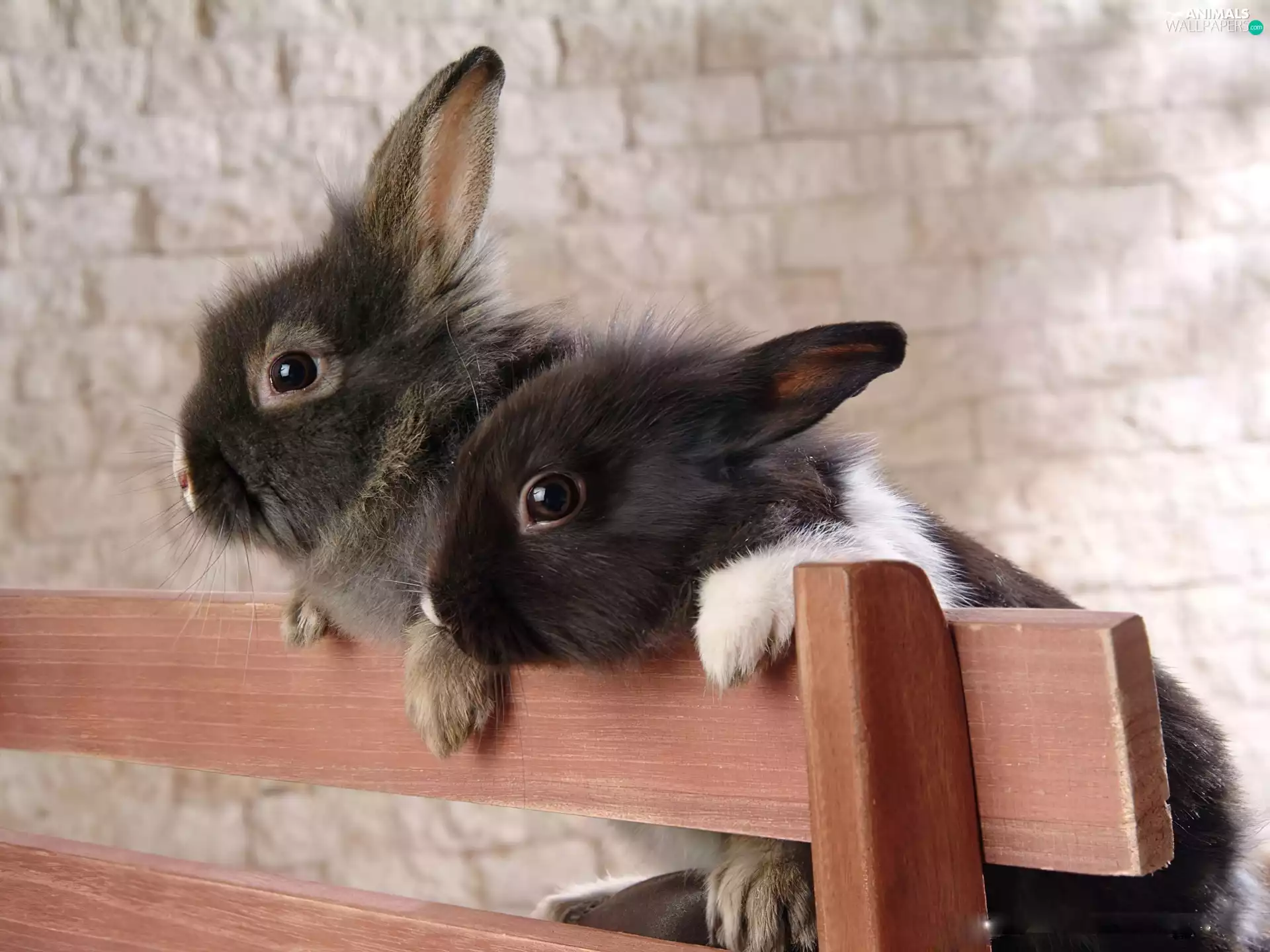 Bench, Two cars, rabbits