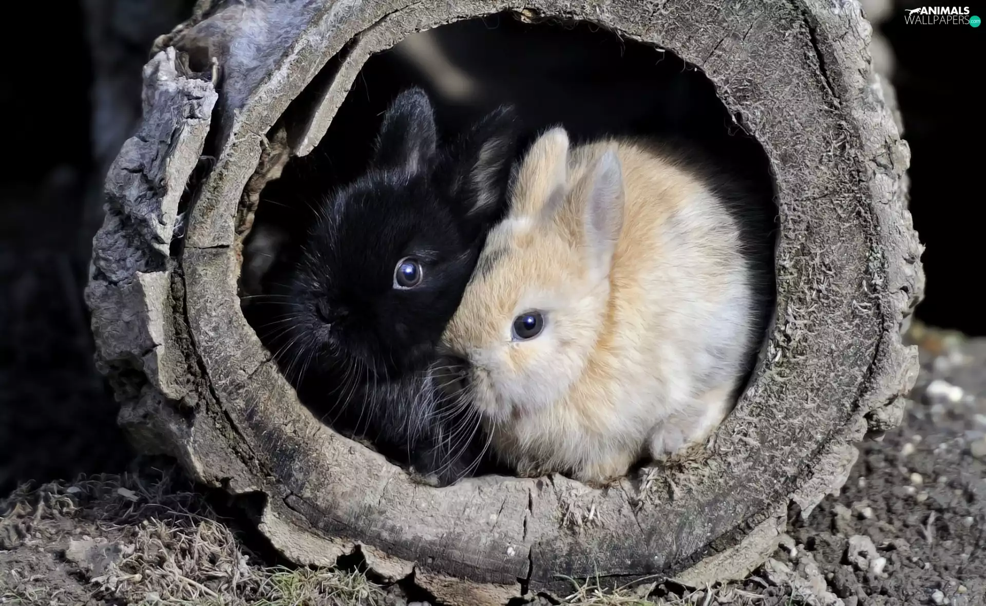 circle, Two cars, rabbits