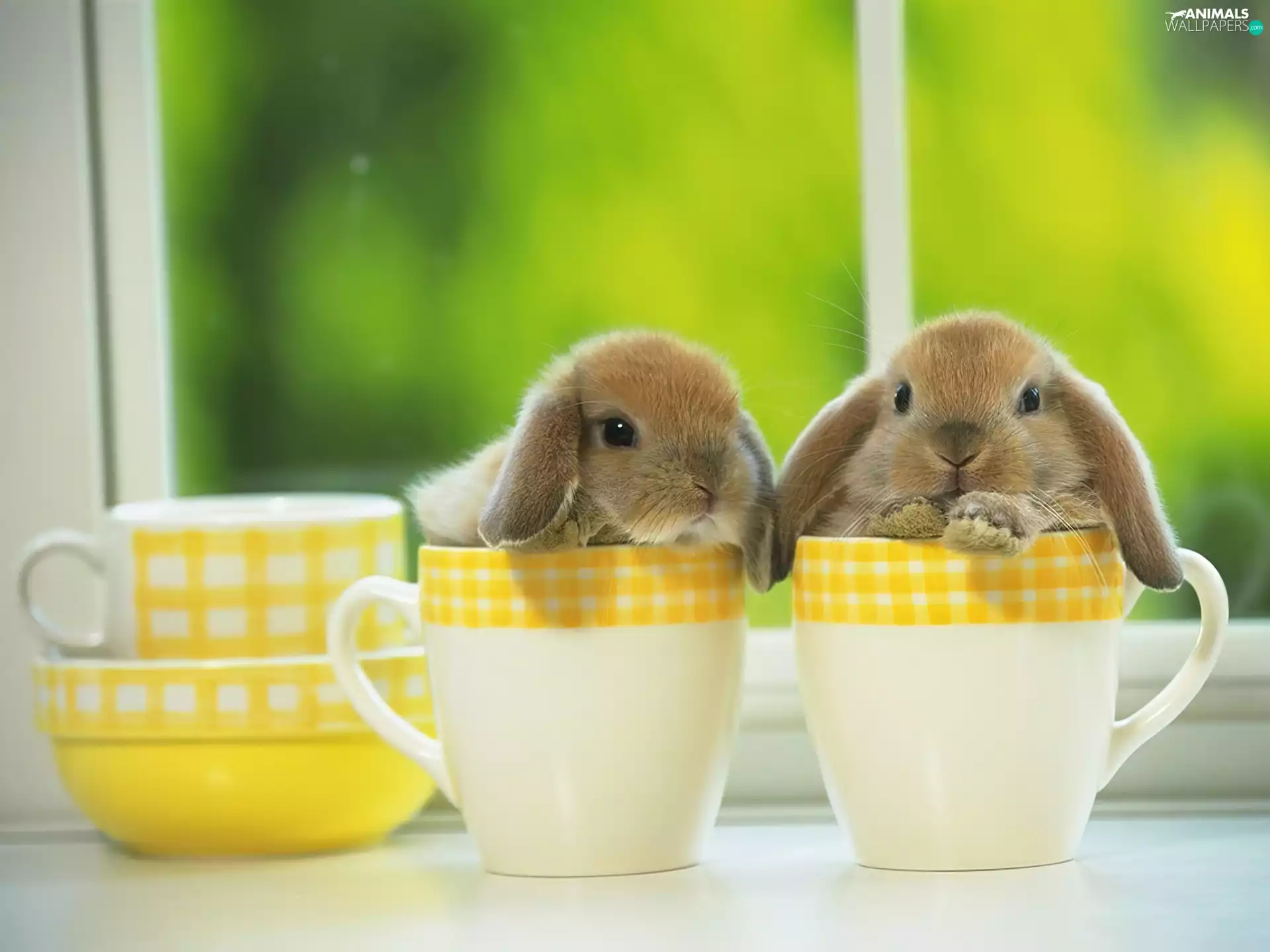 rabbits, cups