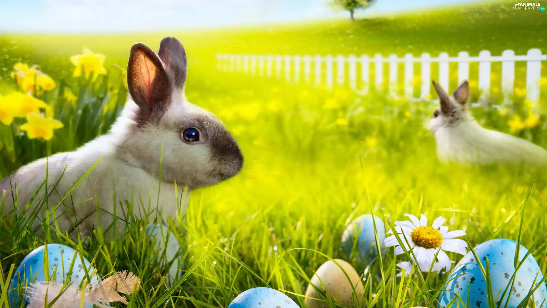 Easter, Meadow, eggs, Rabbits