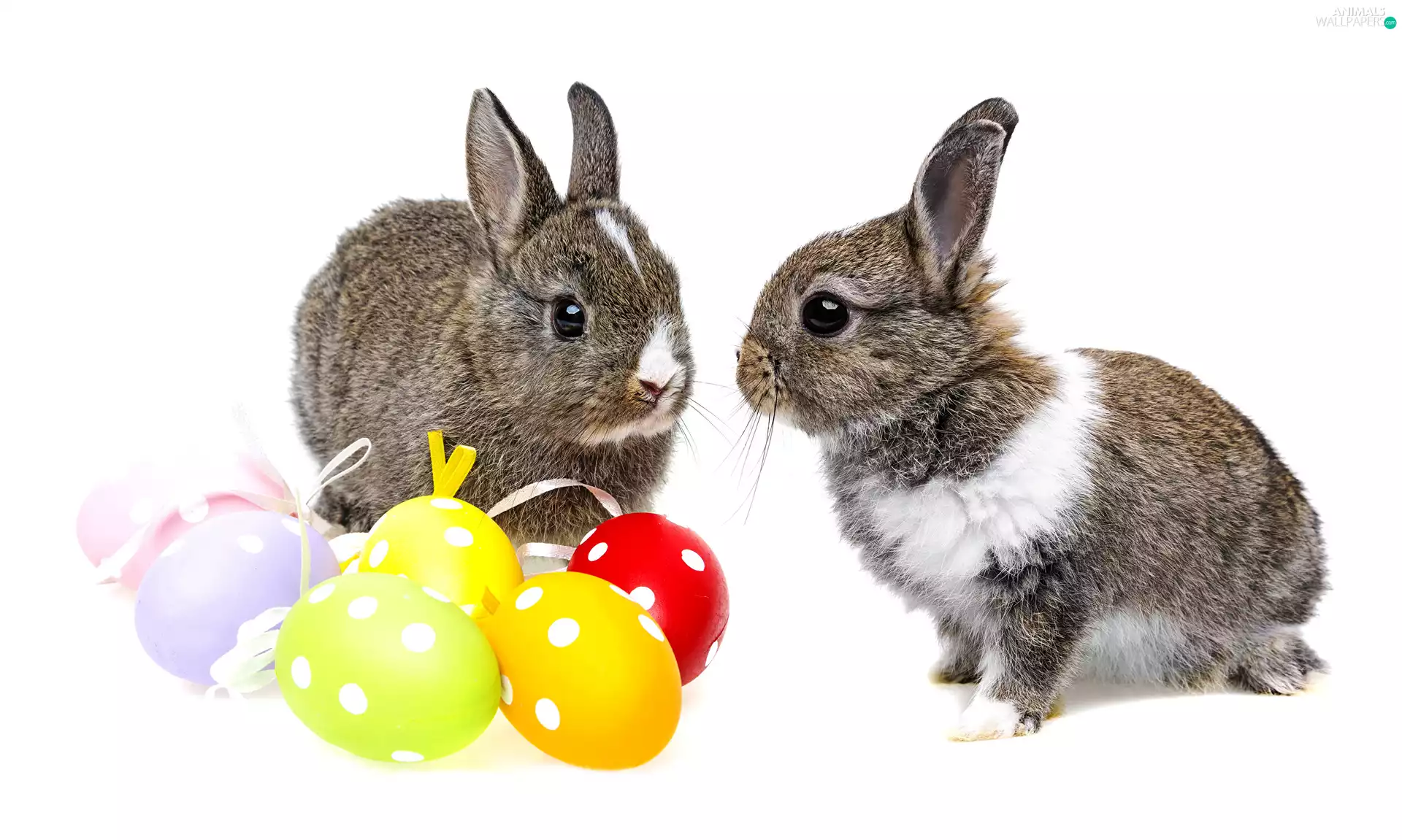 Easter, Rabbits, eggs, Two cars