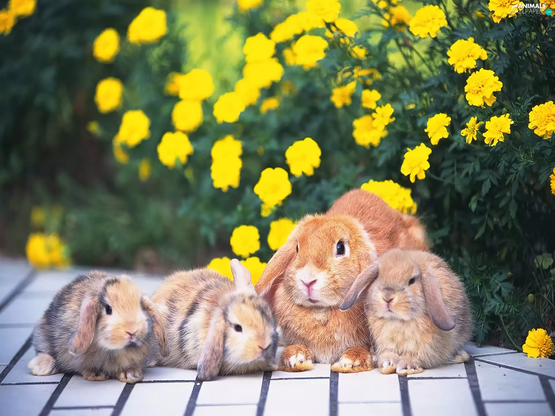 four, Yellow, Tagetes, Rabbits