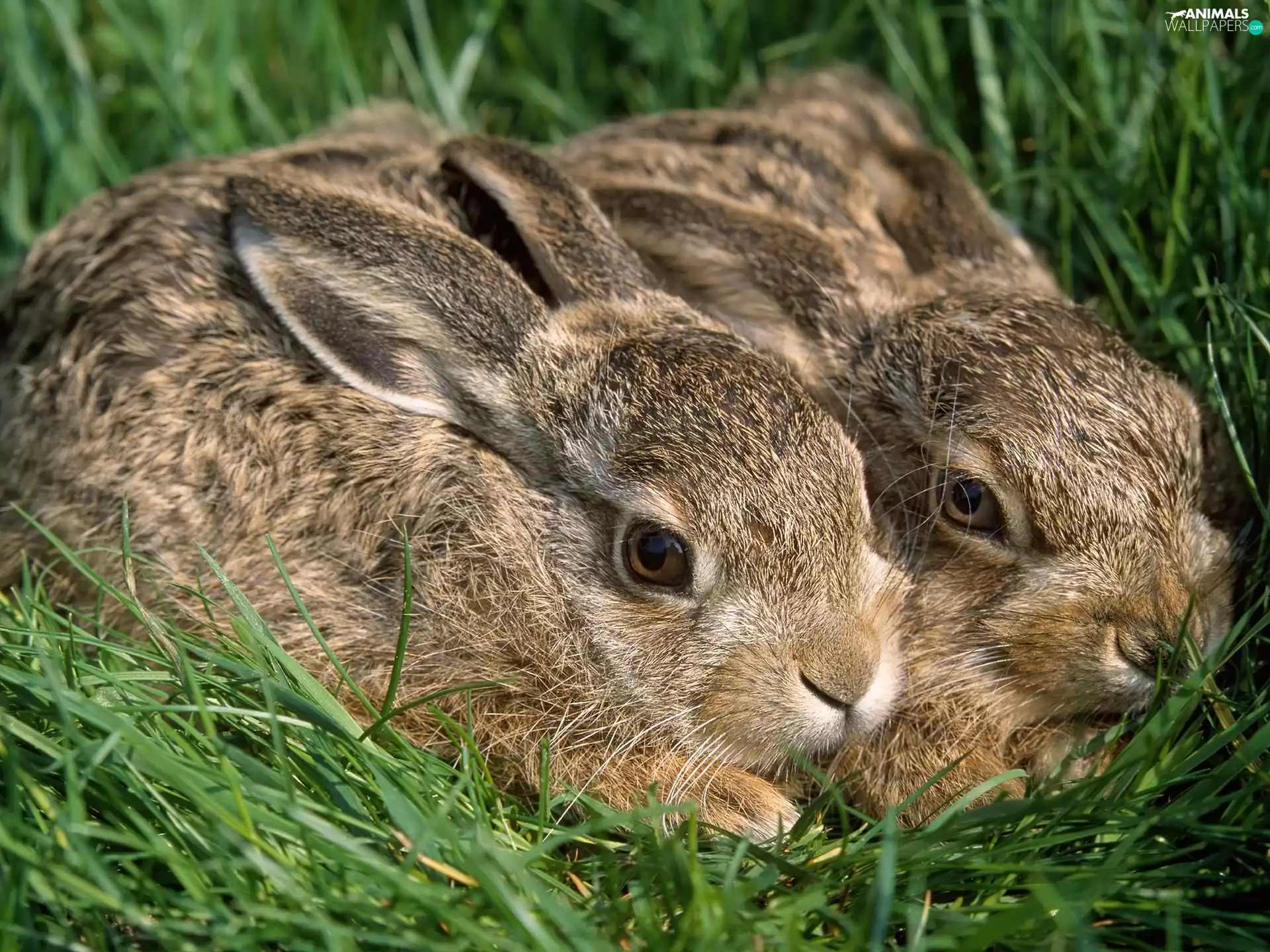 Rabbits, grass