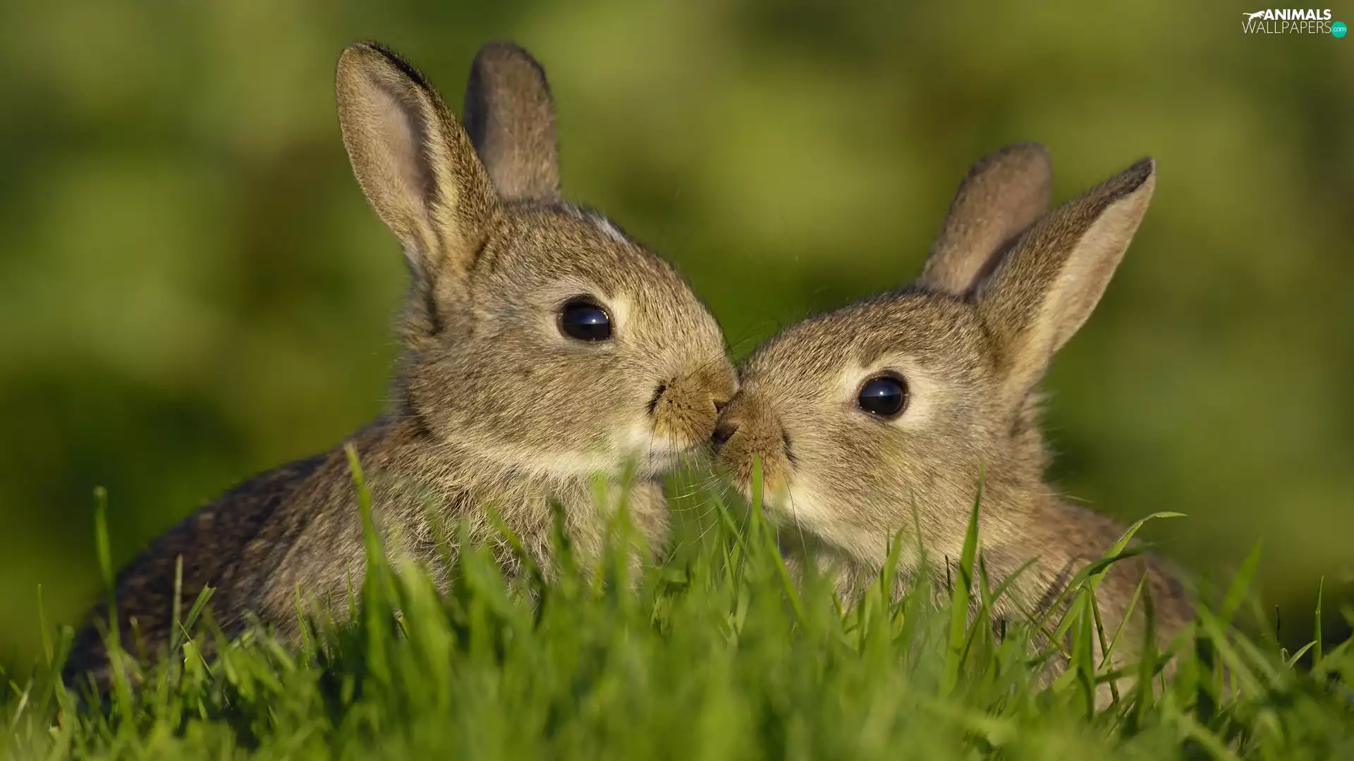 grass, Two cars, rabbits