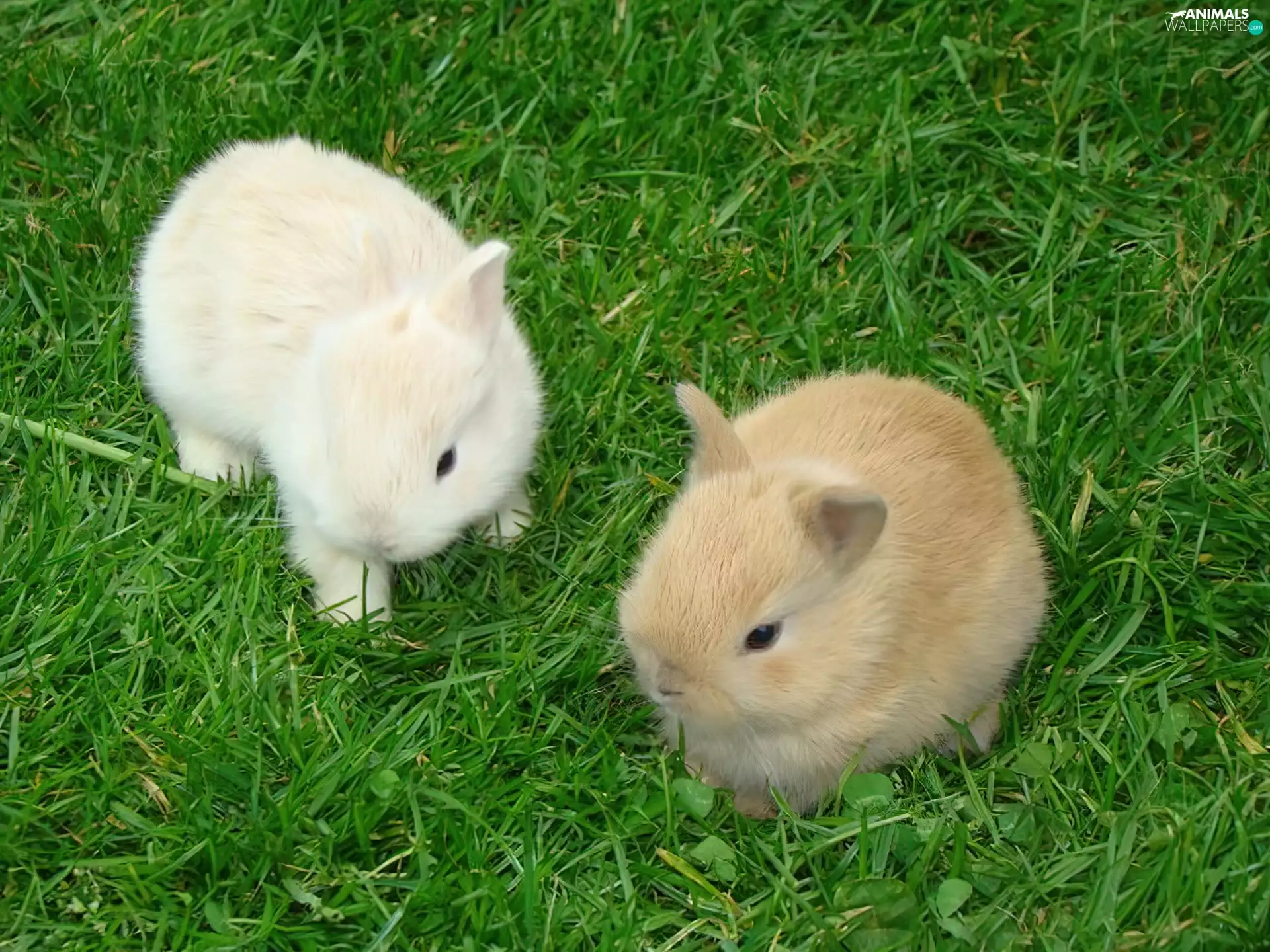 rabbits, grass
