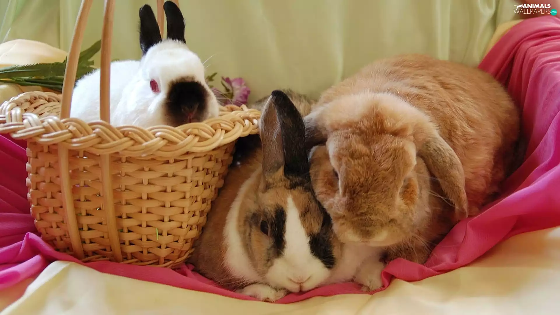 Three, basket, Blanket, Rabbits