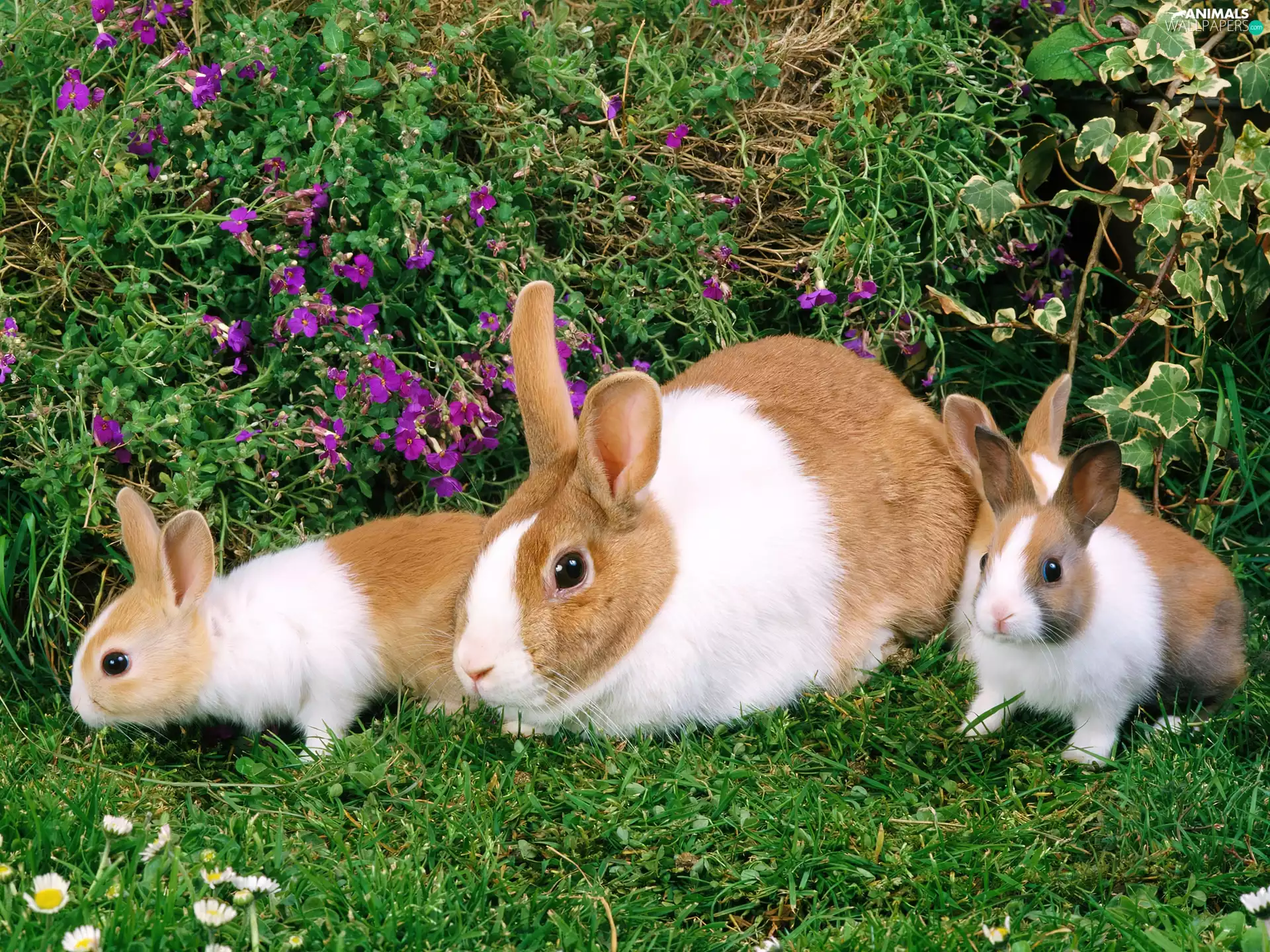 Three, grass, Flowers, Rabbits