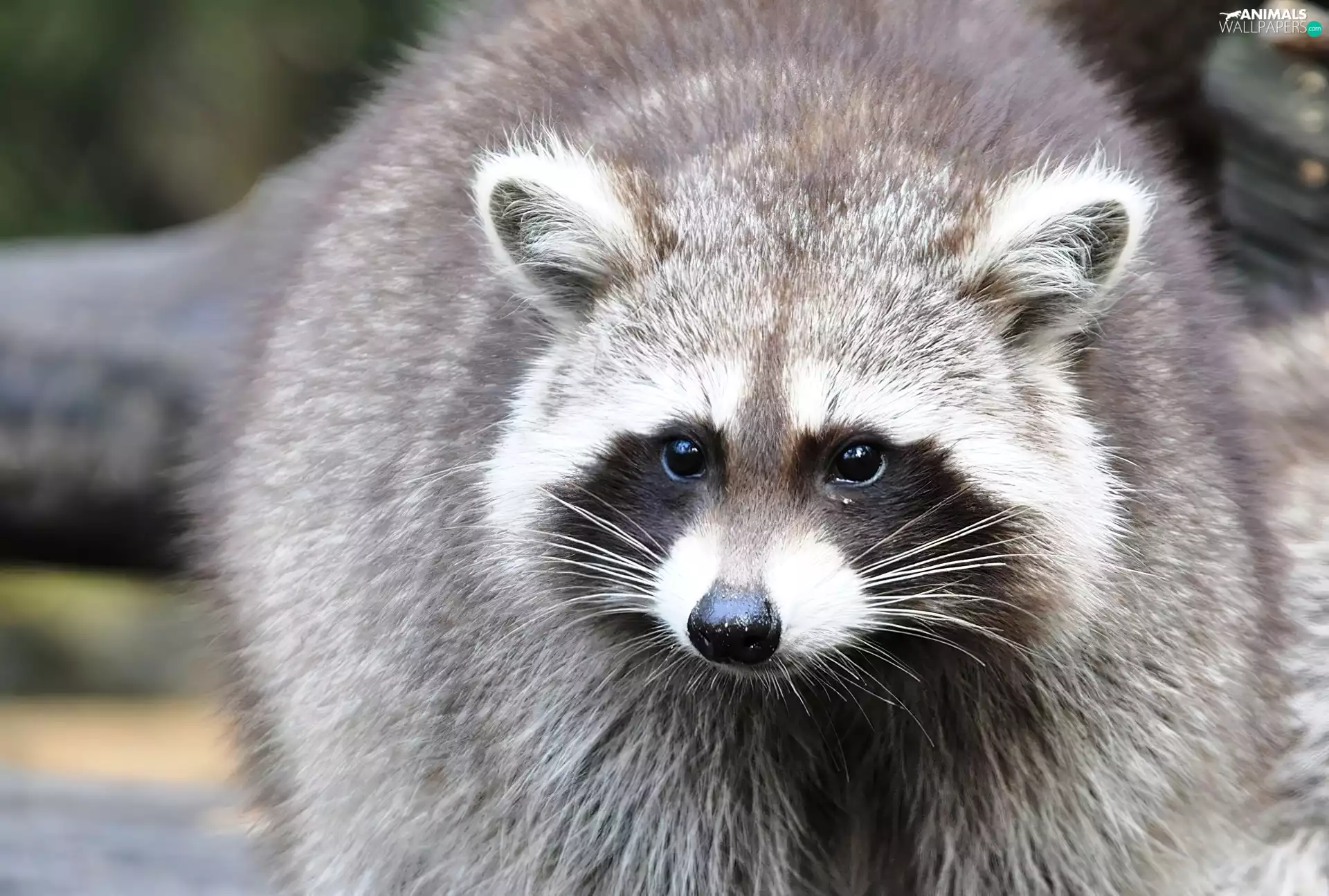 raccoon