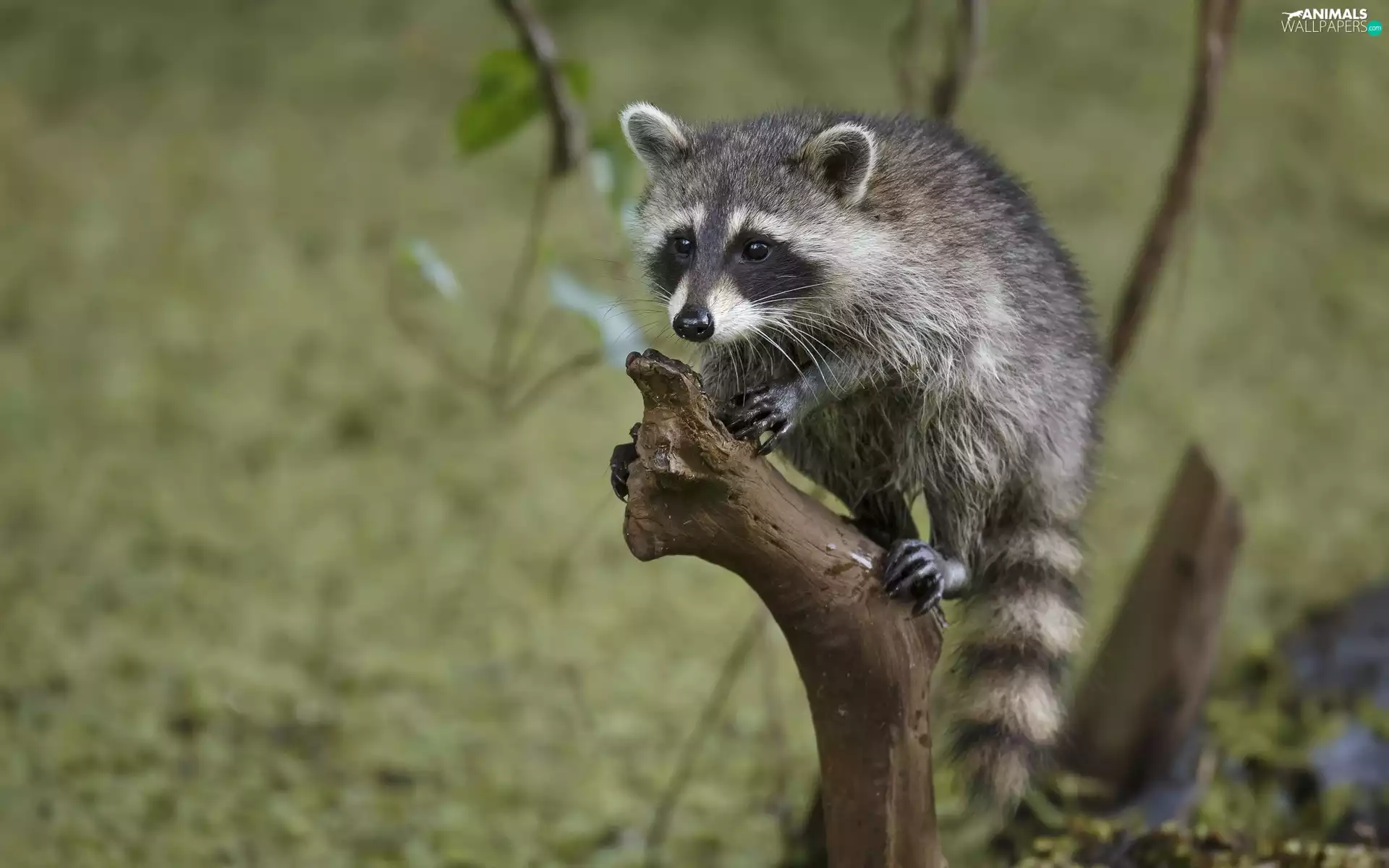 raccoon, branch