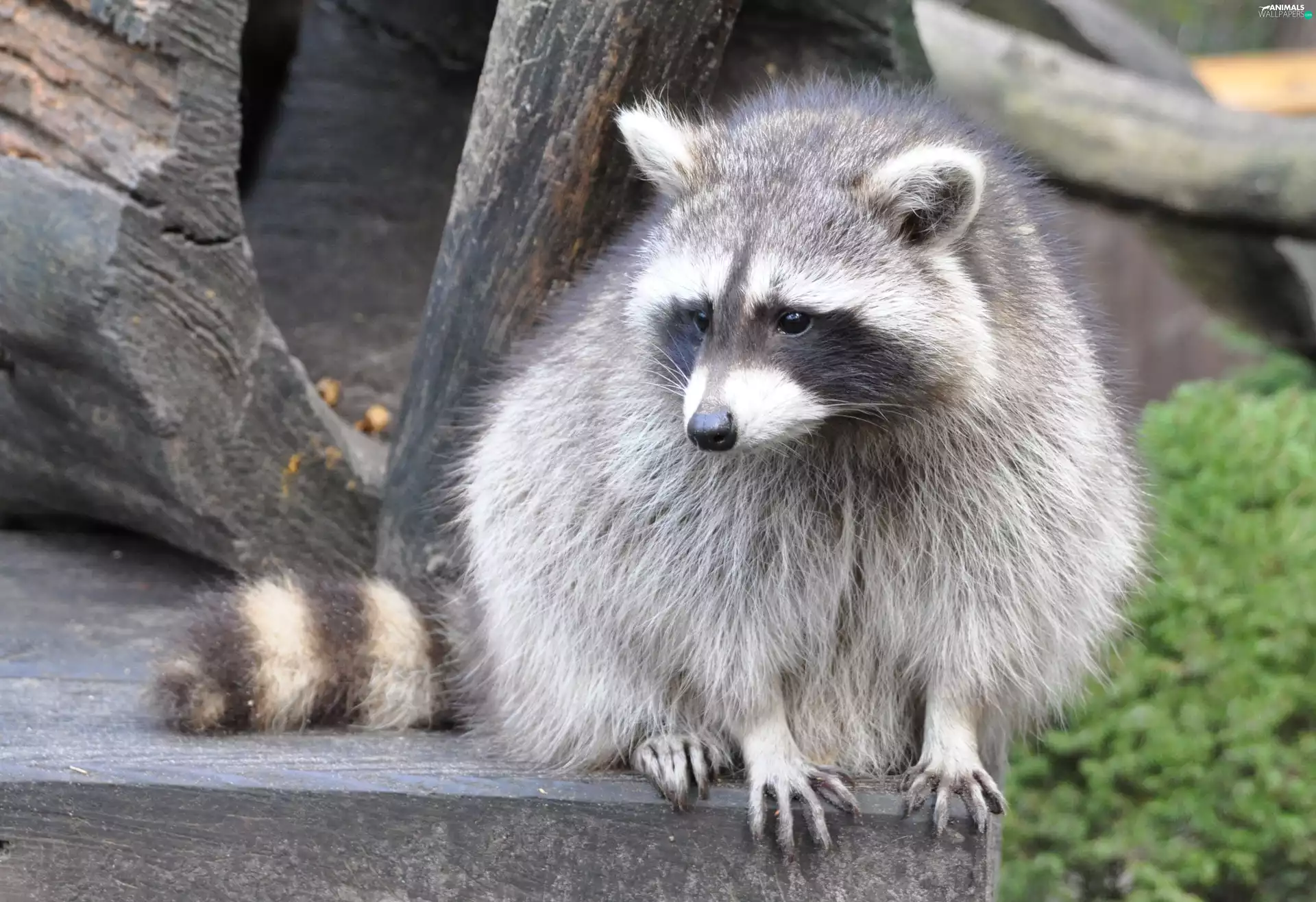 raccoon, claws