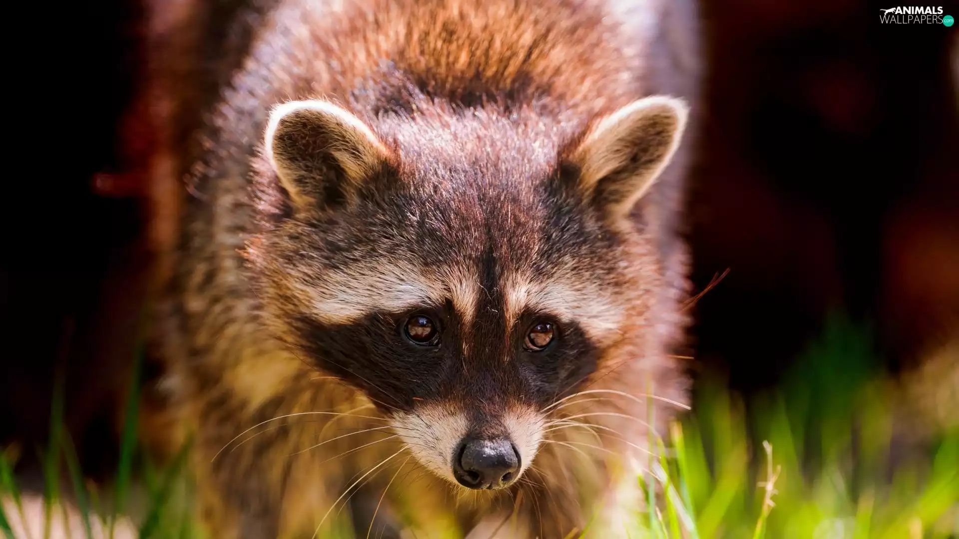 raccoon, Eyes