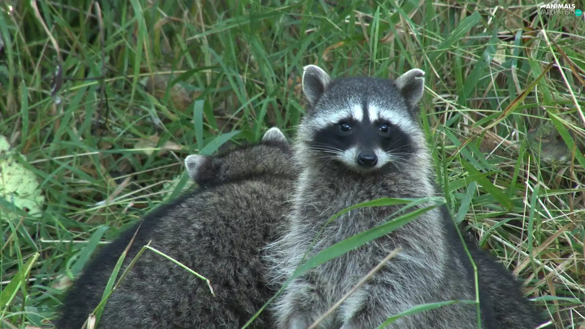 raccoon, grass