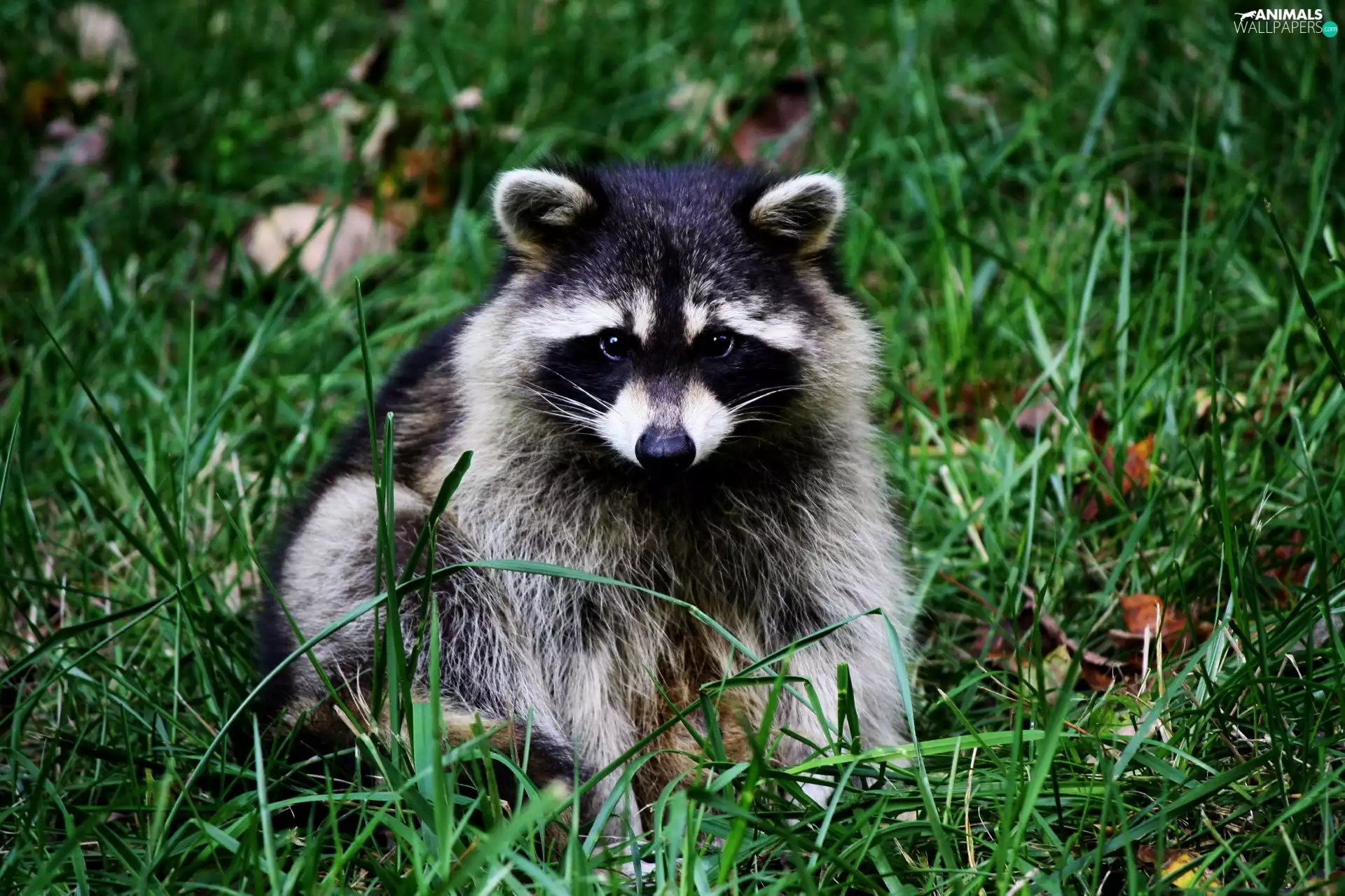 raccoon, grass