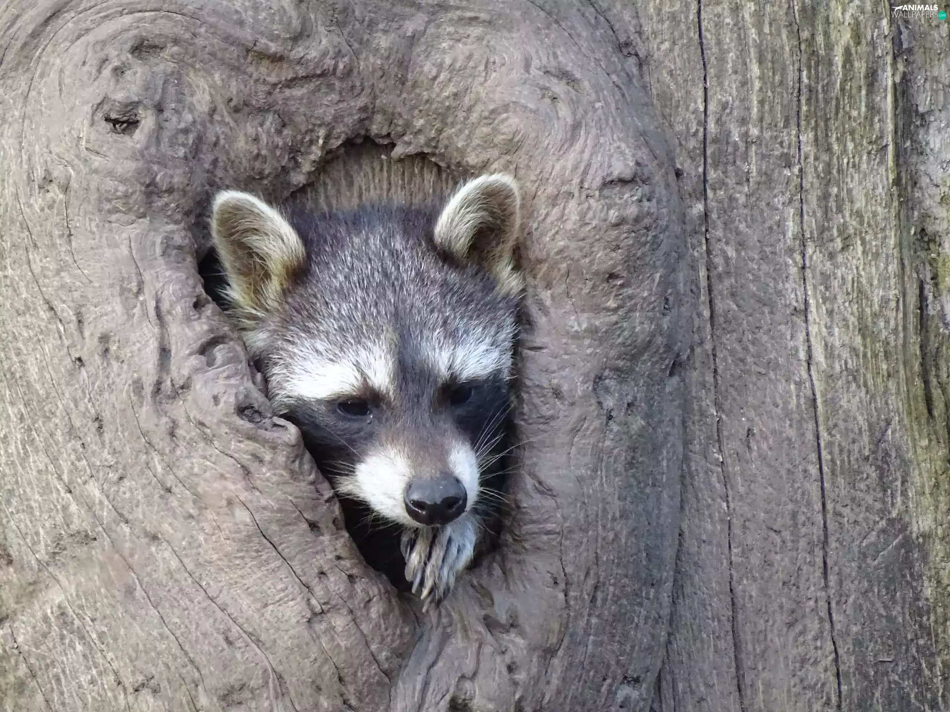 raccoon, hollow