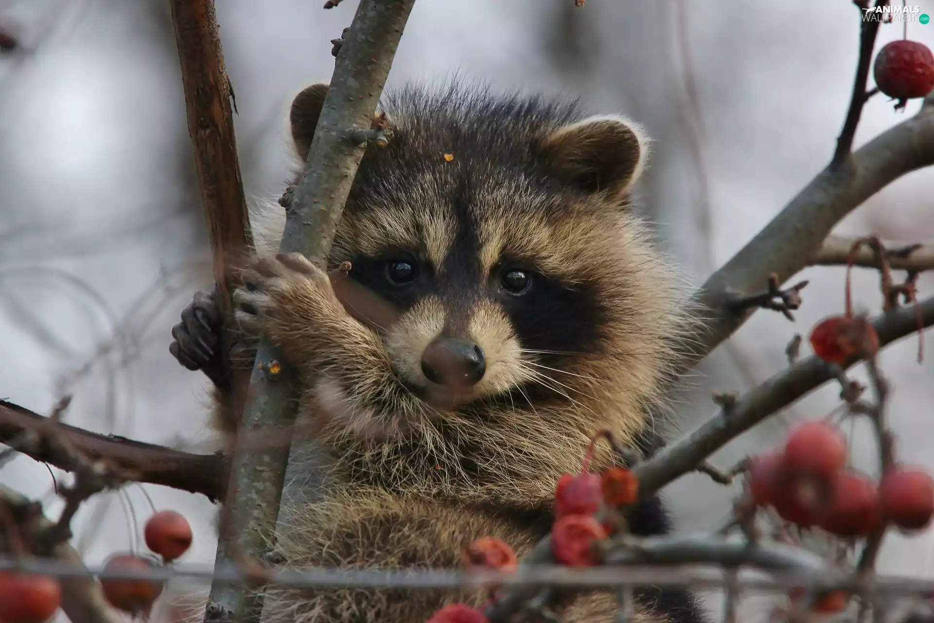 raccoon, branch pics