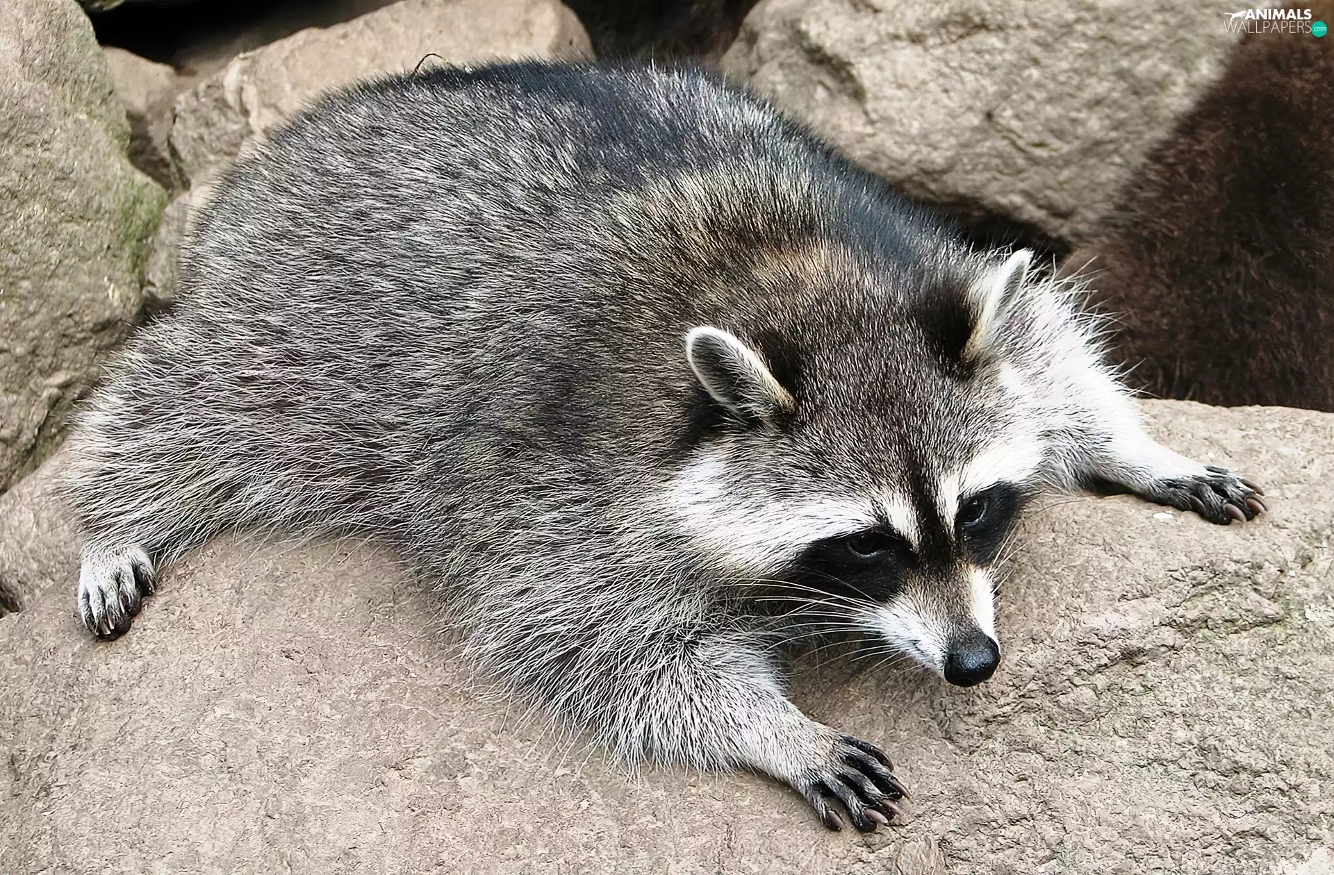 raccoon, rocks