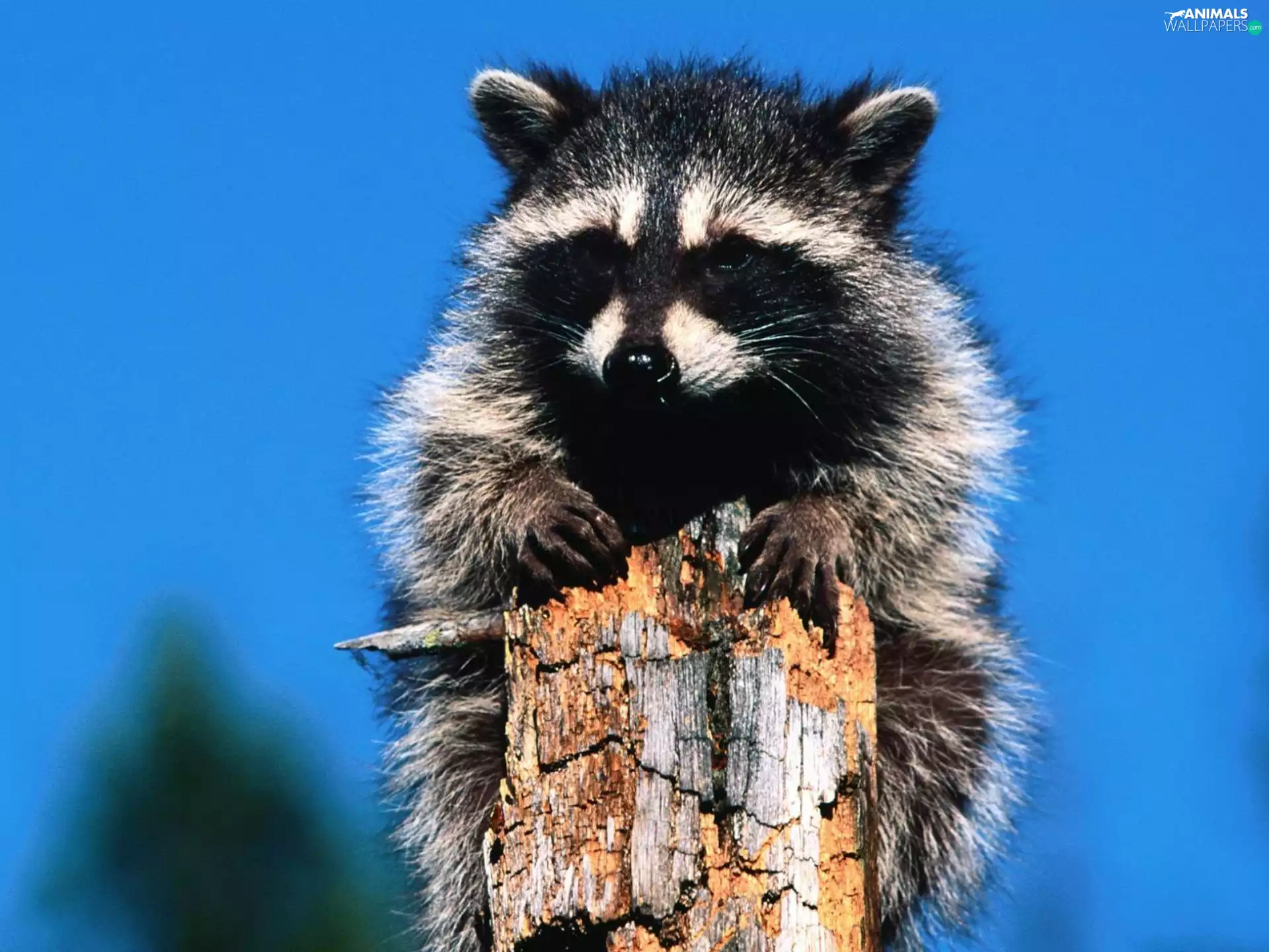 raccoon, stump