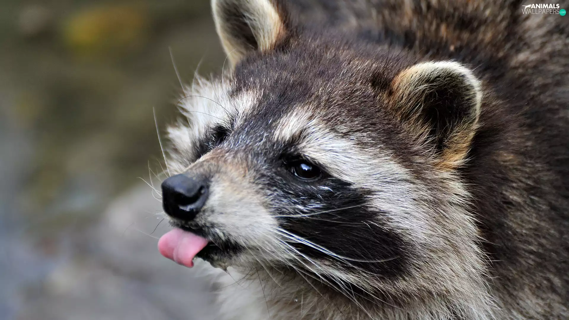 raccoon, Tounge