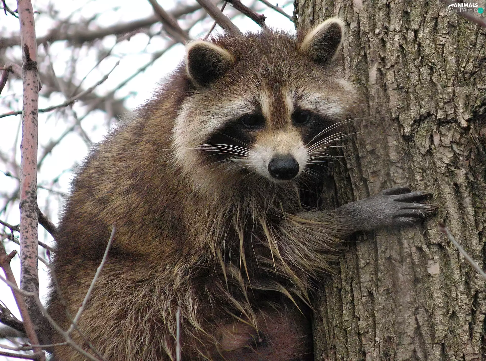 raccoon, trees