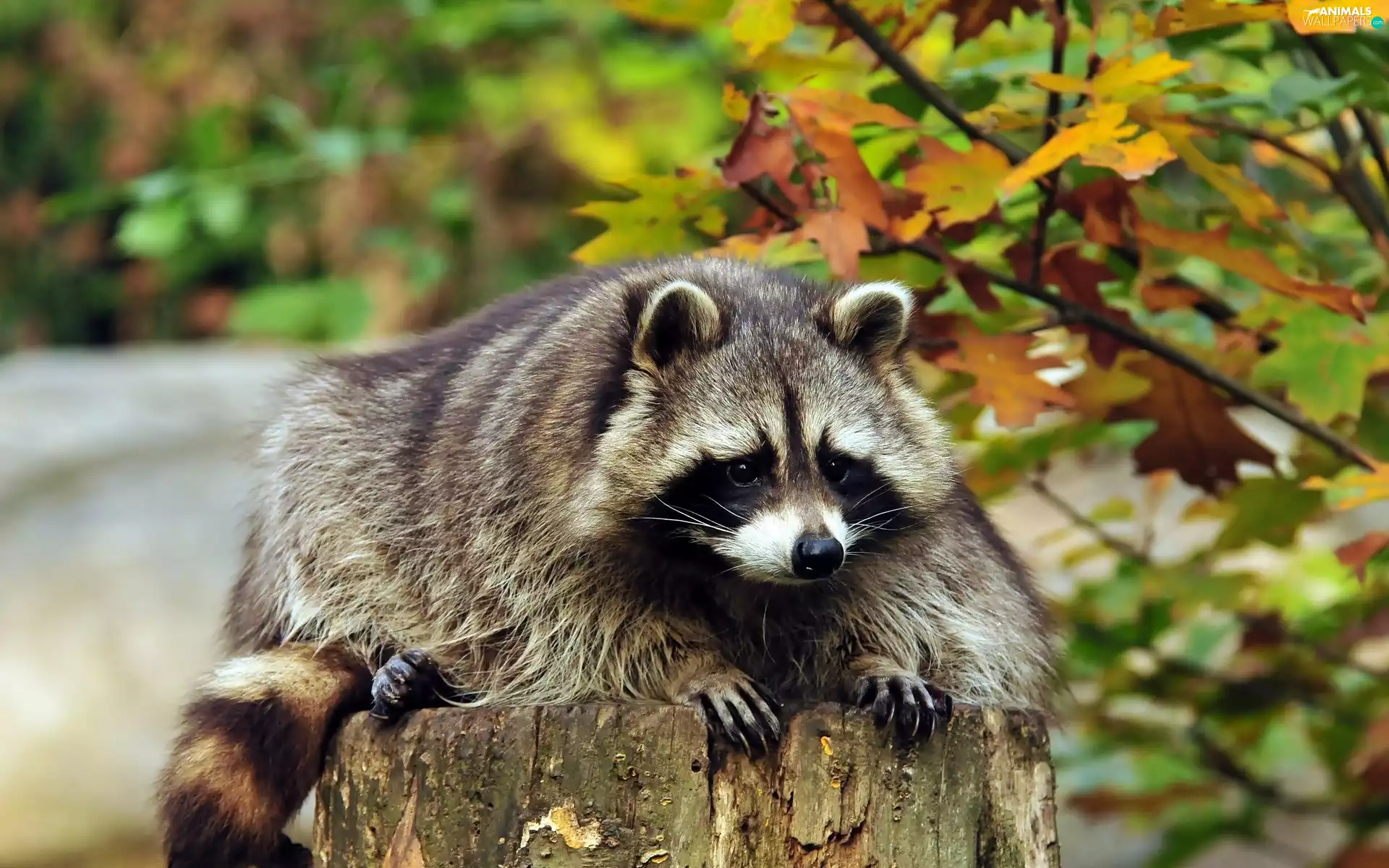 raccoon, trunk