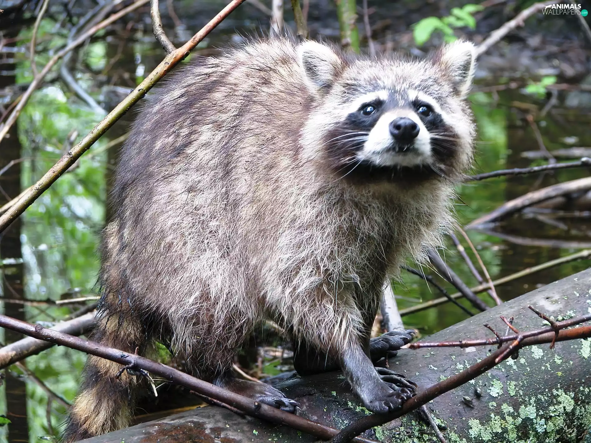 raccoon, Twigs