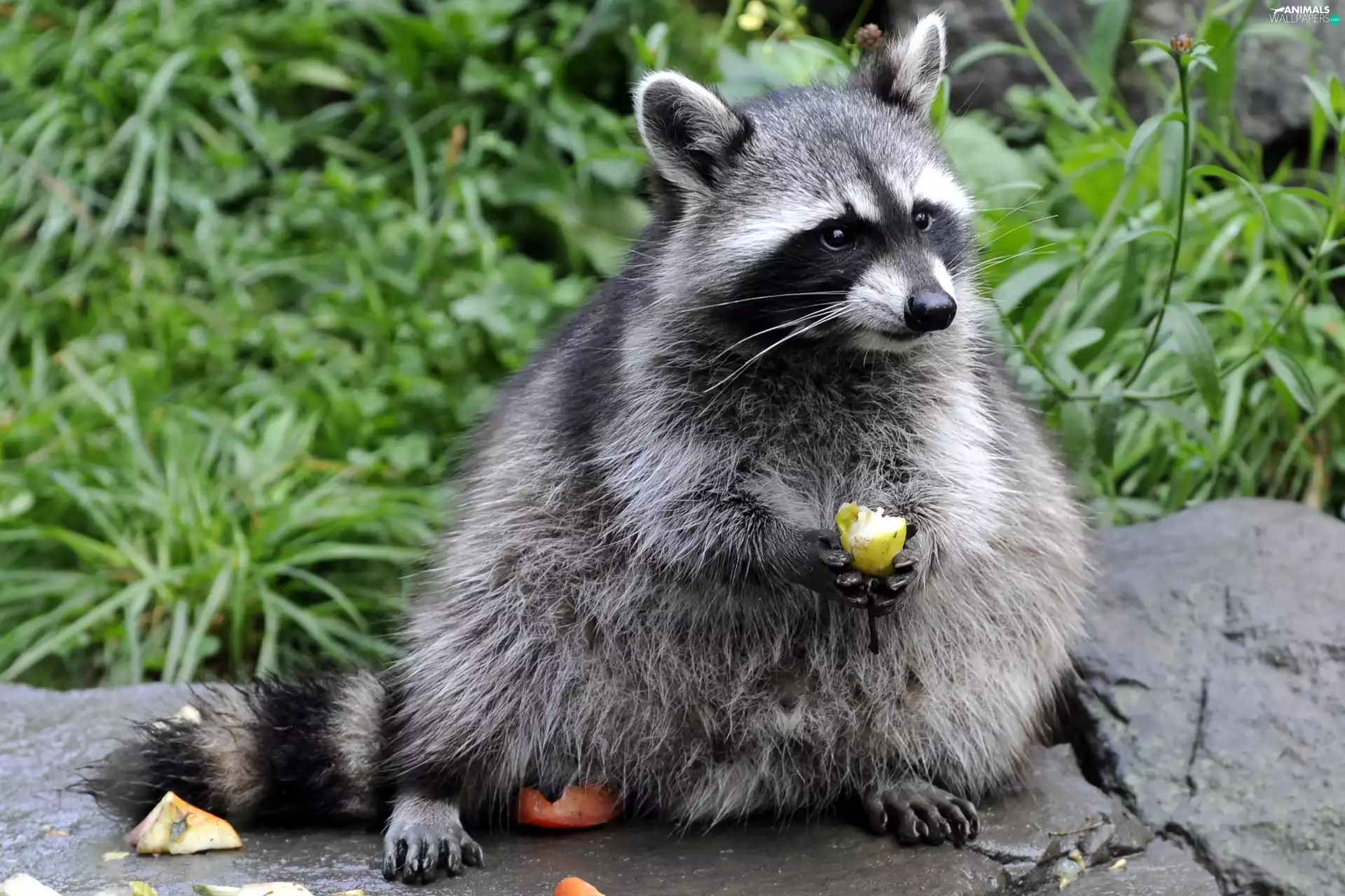 raccoon, VEGETATION