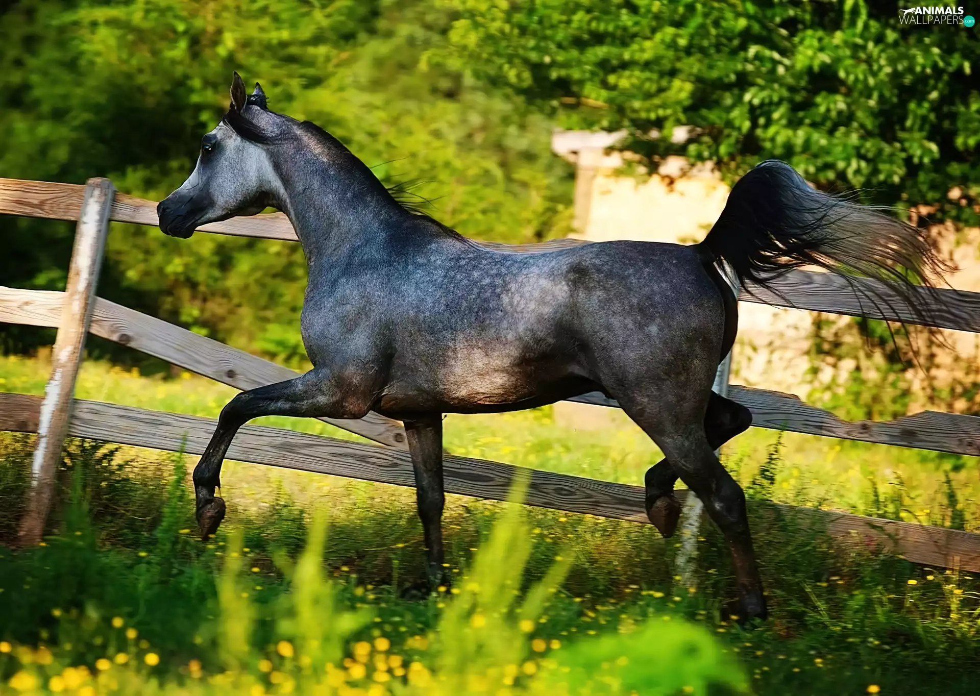 Horse, fence, green, racial